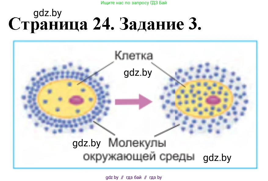 Биология, 6 класс рабочая тетрадь, авторы: Лисов Николай Дмитриевич, Борщевская Елена Валерьевна, издательство Аверсэв, Минск, 2021, жёлтого цвета, страница 24, номер 3, Решение
