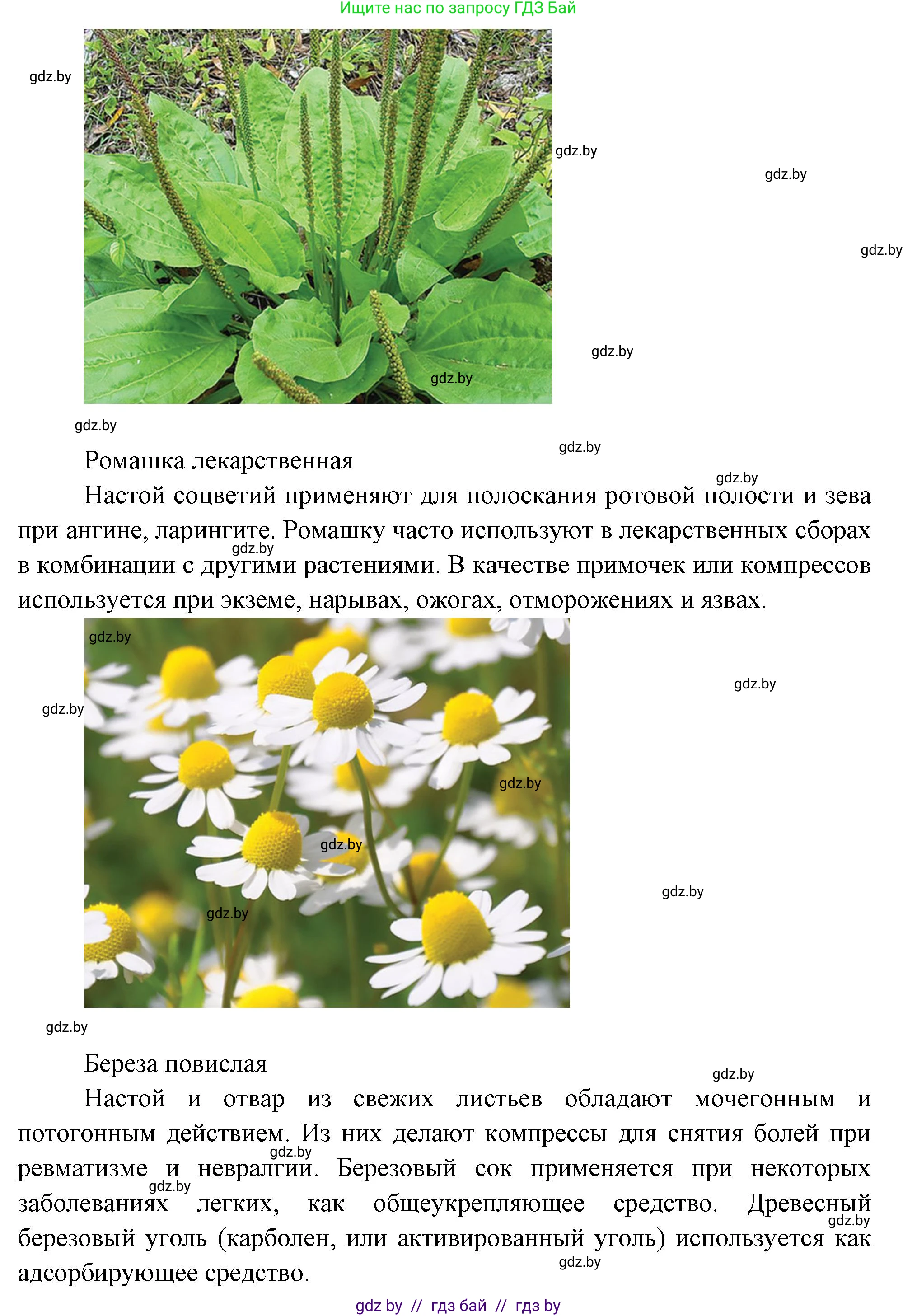 Биология, 6 класс рабочая тетрадь, авторы: Лисов Николай Дмитриевич, Борщевская Елена Валерьевна, издательство Аверсэв, Минск, 2021, жёлтого цвета, страница 55, номер 2, Решение (продолжение 2)
