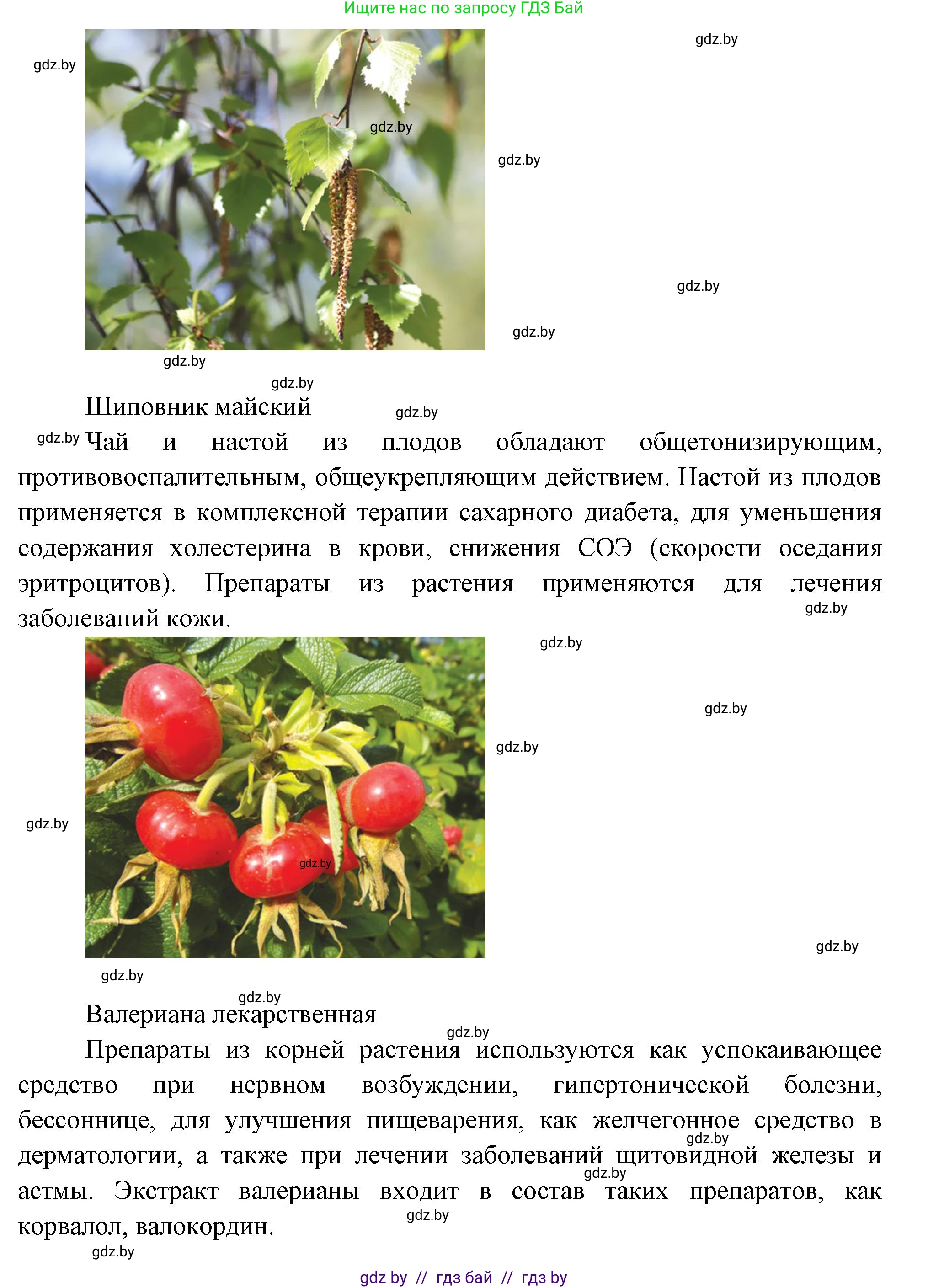 Биология, 6 класс рабочая тетрадь, авторы: Лисов Николай Дмитриевич, Борщевская Елена Валерьевна, издательство Аверсэв, Минск, 2021, жёлтого цвета, страница 55, номер 2, Решение (продолжение 3)