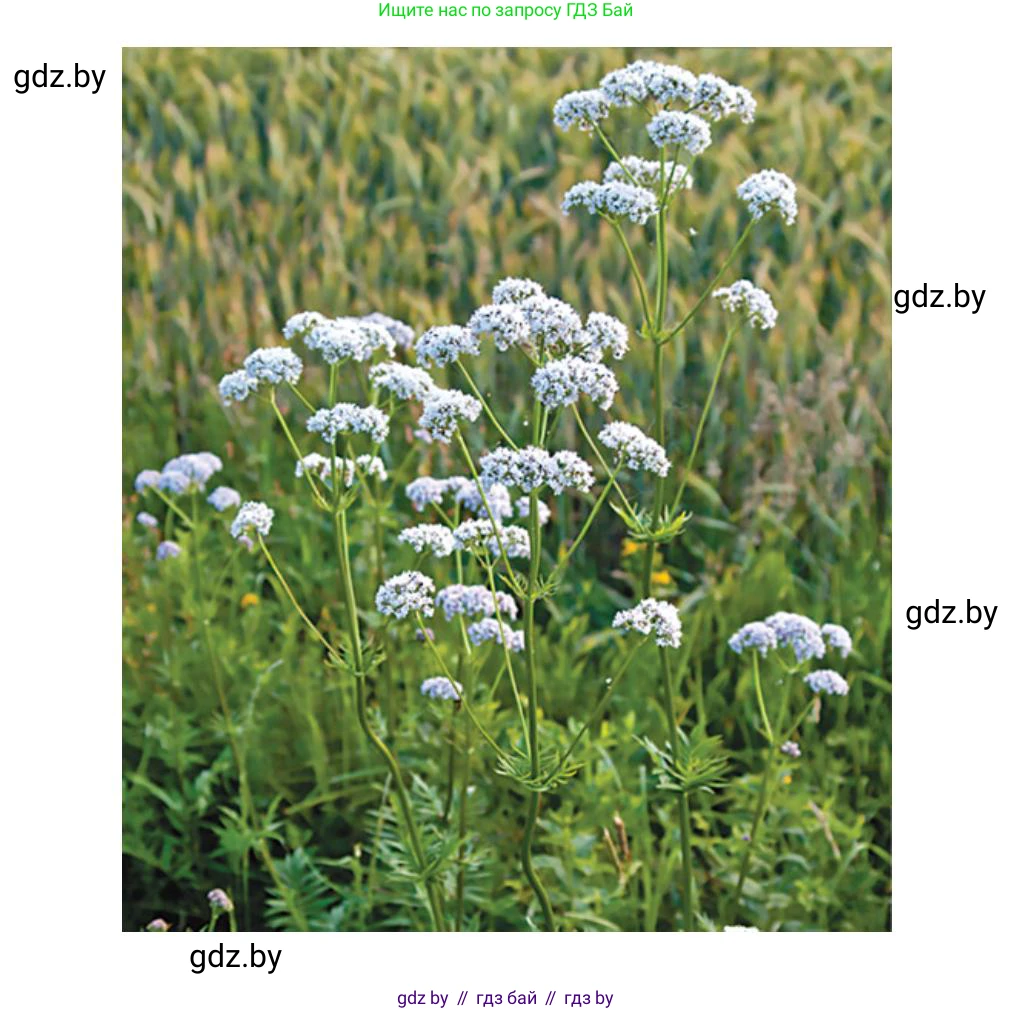 Биология, 6 класс рабочая тетрадь, авторы: Лисов Николай Дмитриевич, Борщевская Елена Валерьевна, издательство Аверсэв, Минск, 2021, жёлтого цвета, страница 55, номер 2, Решение (продолжение 4)