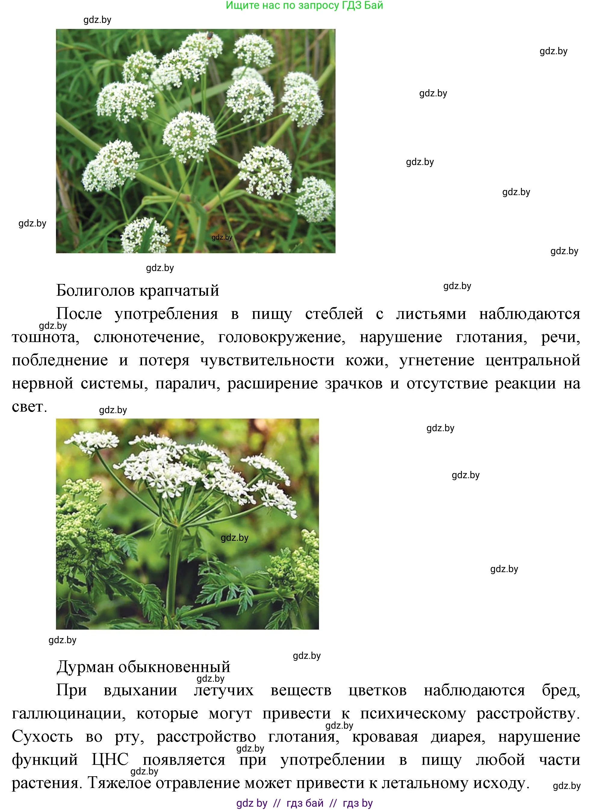 Биология, 6 класс рабочая тетрадь, авторы: Лисов Николай Дмитриевич, Борщевская Елена Валерьевна, издательство Аверсэв, Минск, 2021, жёлтого цвета, страница 55, номер 5, Решение (продолжение 2)