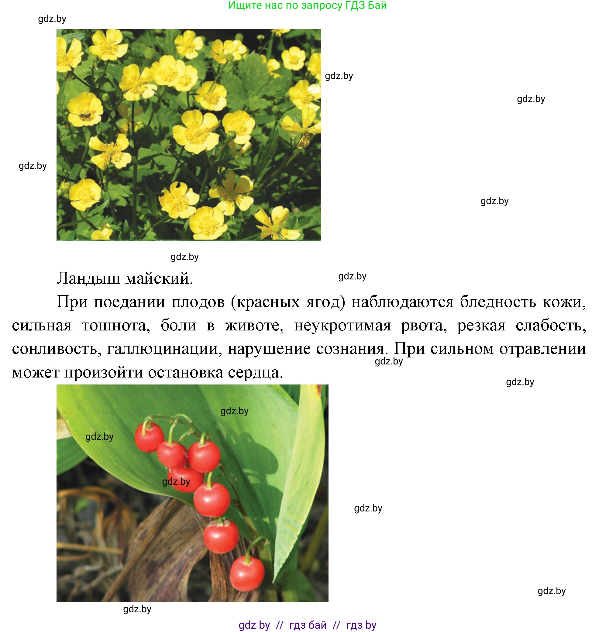 Биология, 6 класс рабочая тетрадь, авторы: Лисов Николай Дмитриевич, Борщевская Елена Валерьевна, издательство Аверсэв, Минск, 2021, жёлтого цвета, страница 55, номер 5, Решение (продолжение 4)