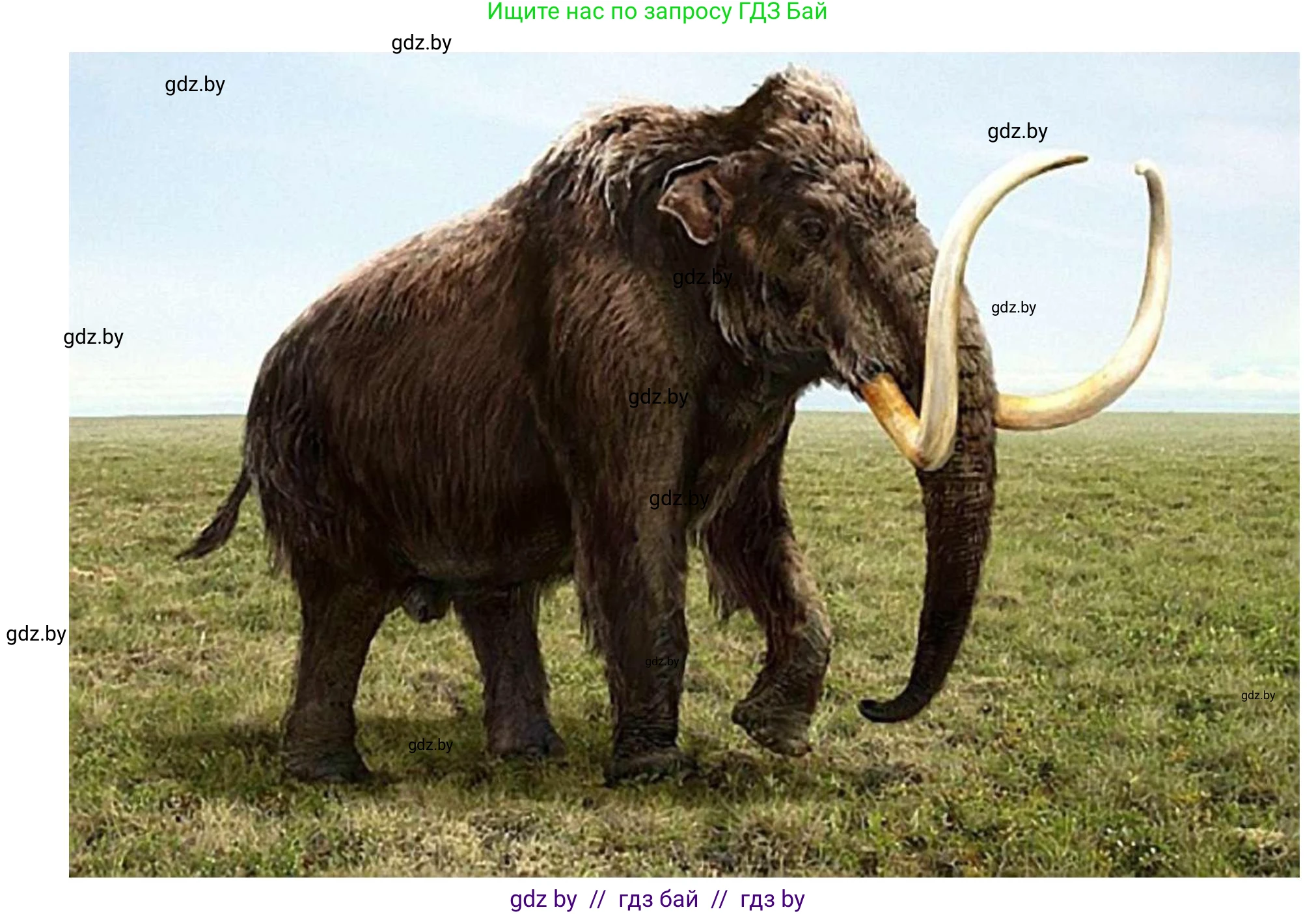 Биология, 6 класс рабочая тетрадь, авторы: Лисов Николай Дмитриевич, Борщевская Елена Валерьевна, издательство Аверсэв, Минск, 2021, жёлтого цвета, страница 64, номер 5, Решение (продолжение 4)