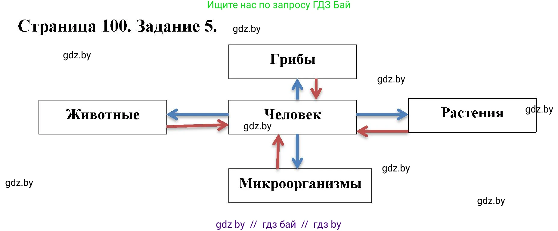 Биология, 6 класс рабочая тетрадь, авторы: Лисов Николай Дмитриевич, Борщевская Елена Валерьевна, издательство Аверсэв, Минск, 2021, жёлтого цвета, страница 100, номер 5, Решение