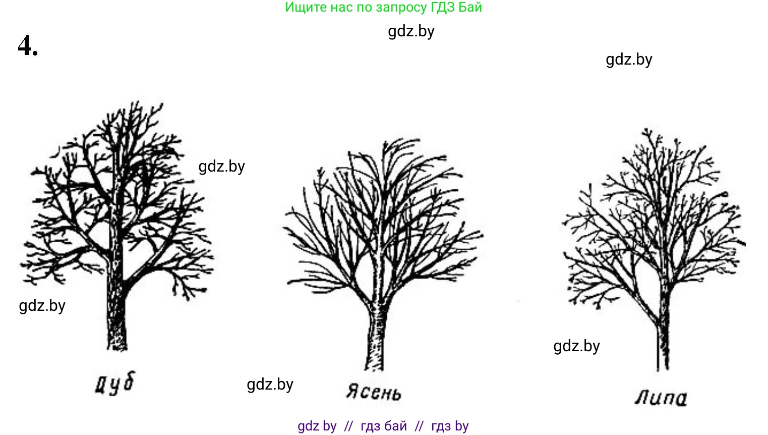 Биология, 6 класс Тетрадь для лабораторных и практических работ, авторы: Лисов Николай Дмитриевич, Борщевская Елена Валерьевна, издательство Аверсэв, Минск, 2023, салатового цвета, страница 27, номер 4, Решение