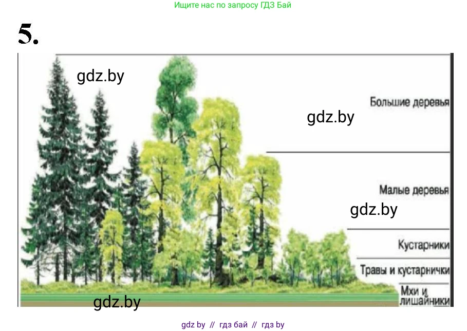 Биология, 6 класс Тетрадь для лабораторных и практических работ, авторы: Лисов Николай Дмитриевич, Борщевская Елена Валерьевна, издательство Аверсэв, Минск, 2023, салатового цвета, страница 37, номер 5, Решение