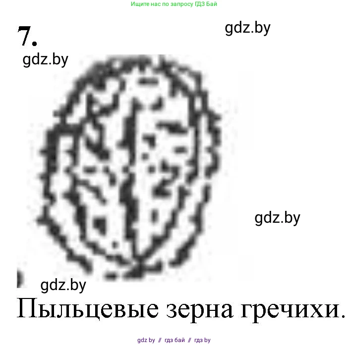 Биология, 6 класс Тетрадь для лабораторных и практических работ, авторы: Лисов Николай Дмитриевич, Борщевская Елена Валерьевна, издательство Аверсэв, Минск, 2023, салатового цвета, страница 11, номер 7, Решение