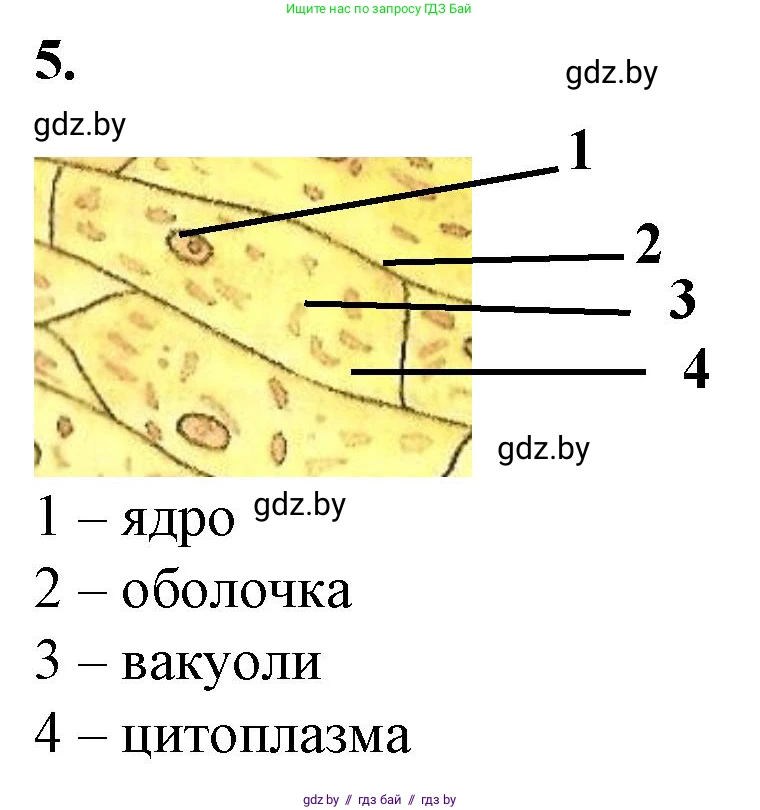 Биология, 6 класс Тетрадь для лабораторных и практических работ, авторы: Лисов Николай Дмитриевич, Борщевская Елена Валерьевна, издательство Аверсэв, Минск, 2023, салатового цвета, страница 20, номер 5, Решение