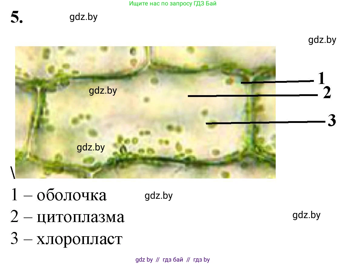 Биология, 6 класс Тетрадь для лабораторных и практических работ, авторы: Лисов Николай Дмитриевич, Борщевская Елена Валерьевна, издательство Аверсэв, Минск, 2023, салатового цвета, страница 22, номер 5, Решение