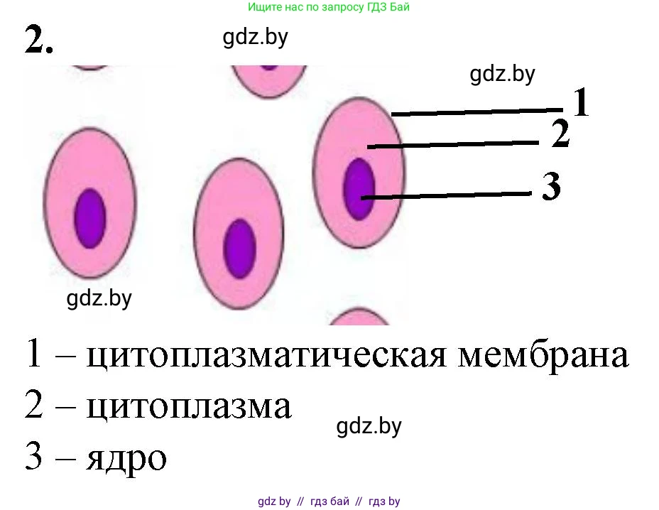 Биология, 6 класс Тетрадь для лабораторных и практических работ, авторы: Лисов Николай Дмитриевич, Борщевская Елена Валерьевна, издательство Аверсэв, Минск, 2023, салатового цвета, страница 25, номер 2, Решение
