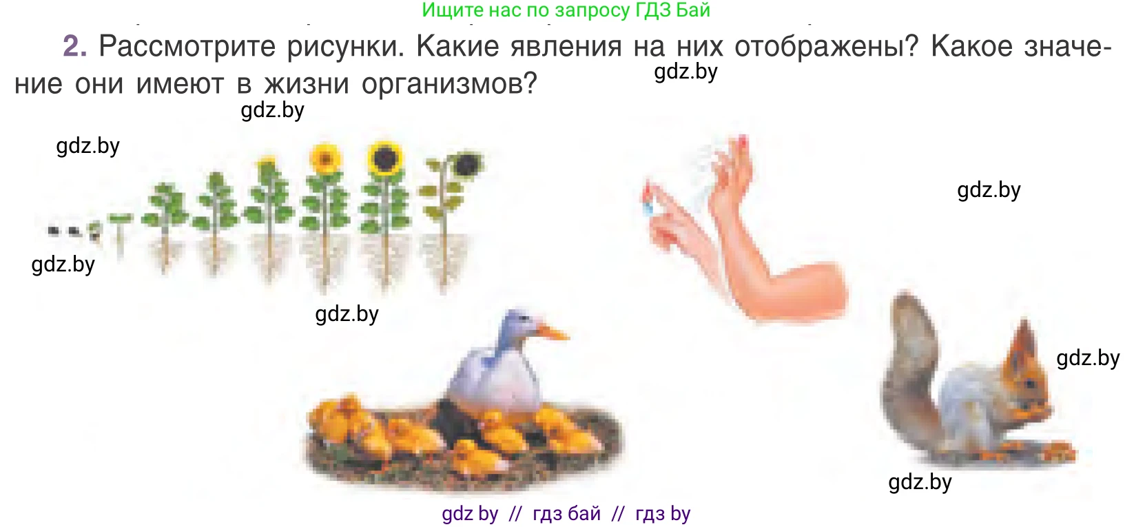 Биология, 6 класс Учебник, автор: Лисов Николай Дмитриевич, издательство Народная асвета, Минск, 2021, зелёного цвета, страница 14, номер 2, Условие