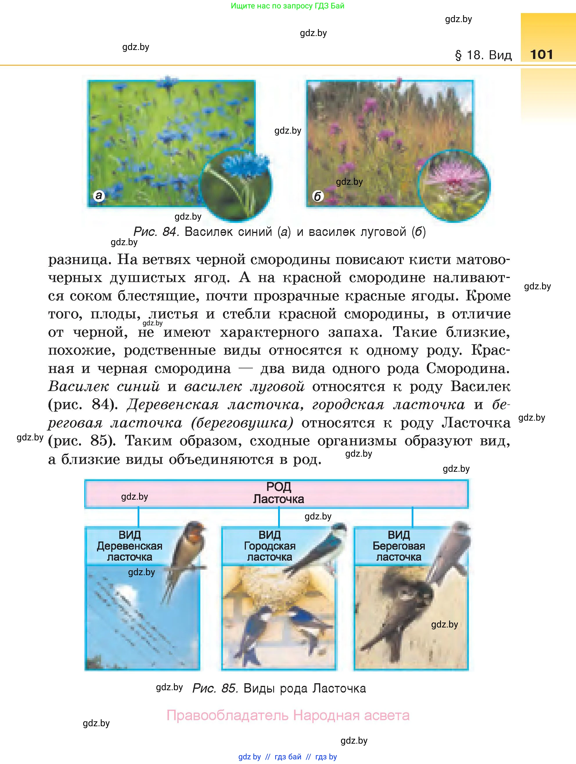 Биология, 6 класс Учебник, автор: Лисов Николай Дмитриевич, издательство Народная асвета, Минск, 2021, зелёного цвета, страница 101
