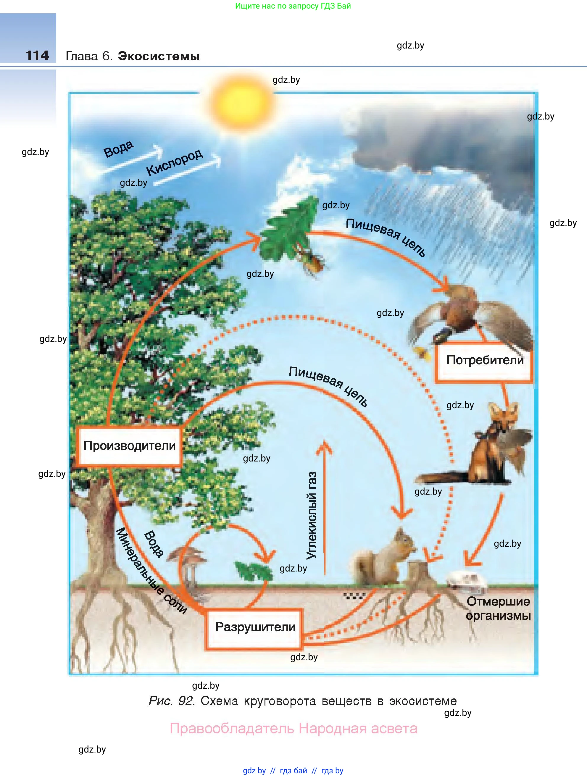 Биология, 6 класс Учебник, автор: Лисов Николай Дмитриевич, издательство Народная асвета, Минск, 2021, зелёного цвета, страница 114