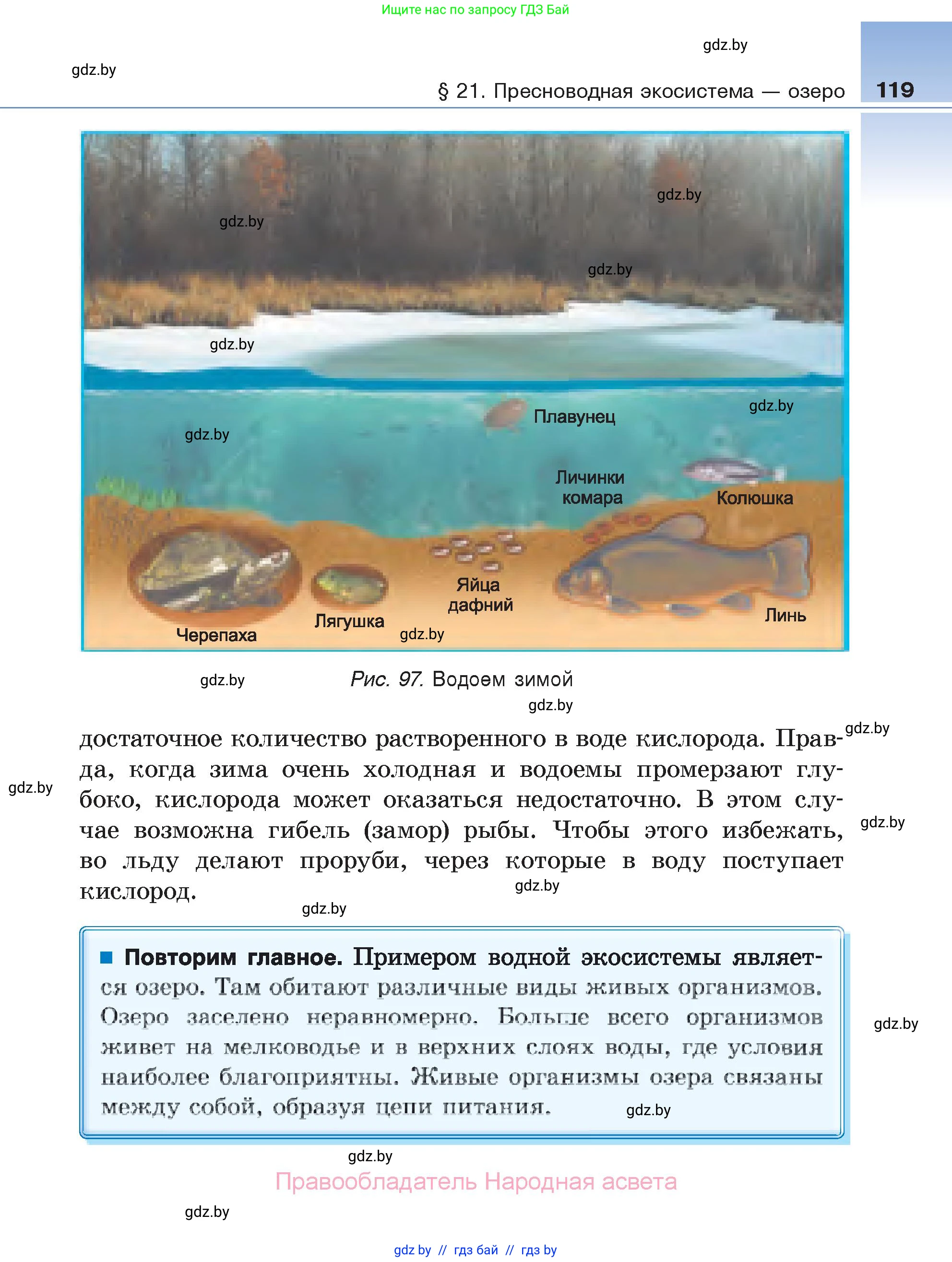 Биология, 6 класс Учебник, автор: Лисов Николай Дмитриевич, издательство Народная асвета, Минск, 2021, зелёного цвета, страница 119