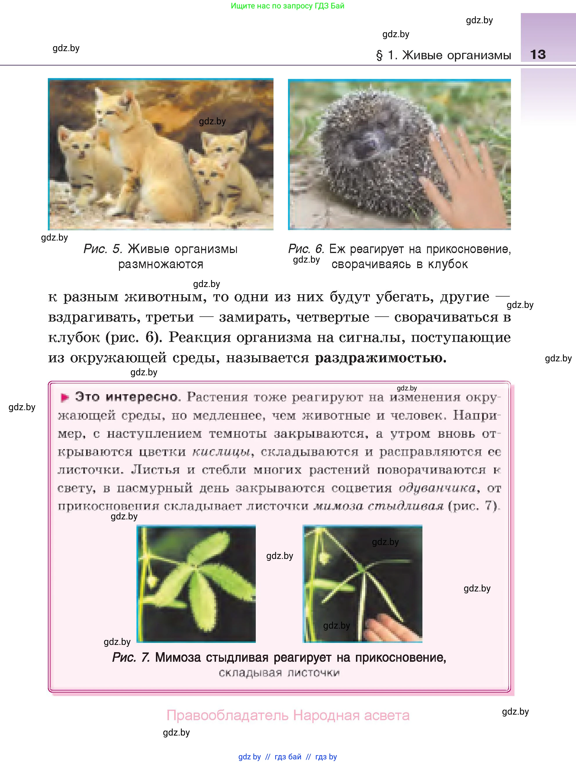 Биология, 6 класс Учебник, автор: Лисов Николай Дмитриевич, издательство Народная асвета, Минск, 2021, зелёного цвета, страница 13
