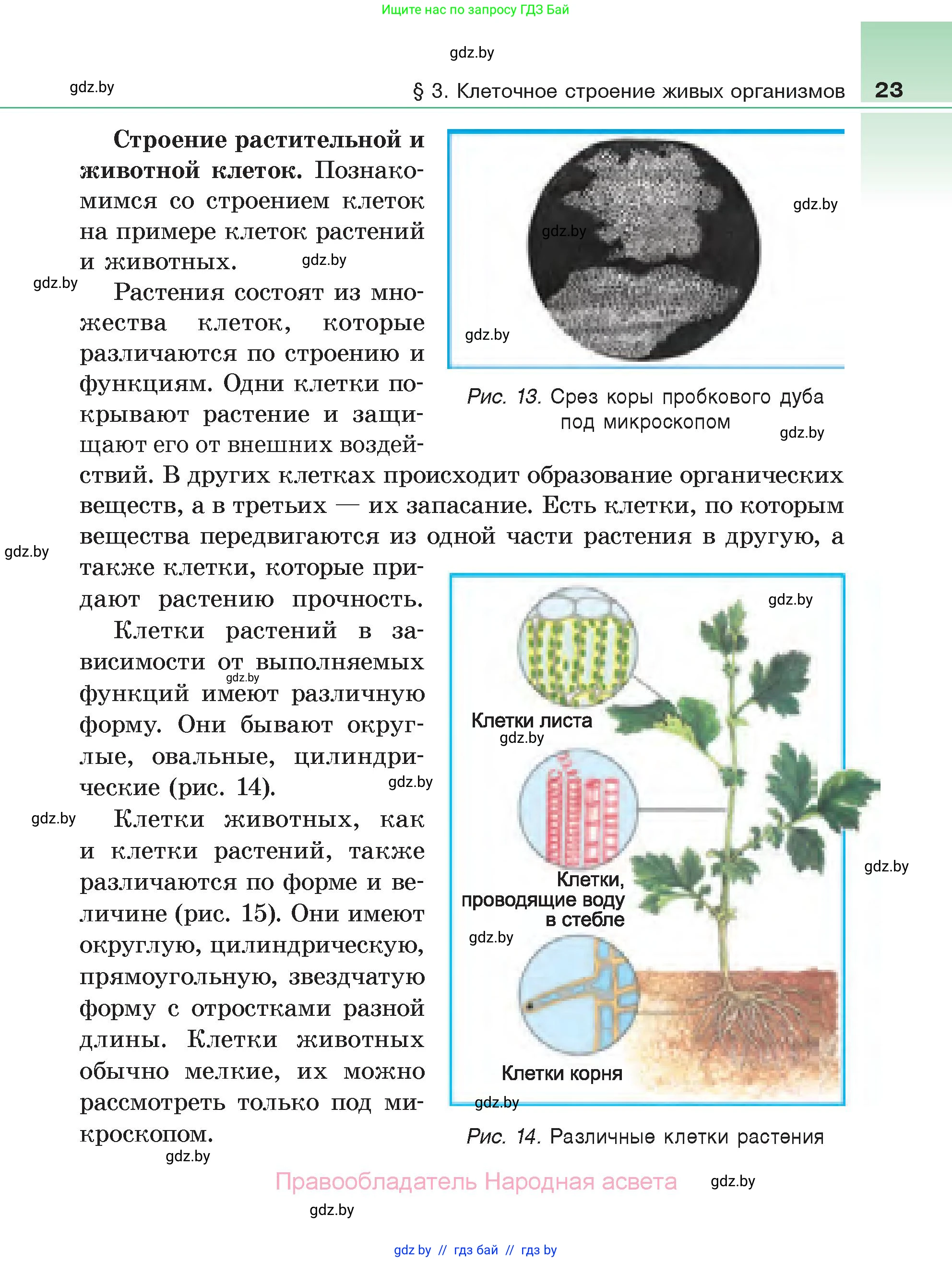 Биология, 6 класс Учебник, автор: Лисов Николай Дмитриевич, издательство Народная асвета, Минск, 2021, зелёного цвета, страница 23