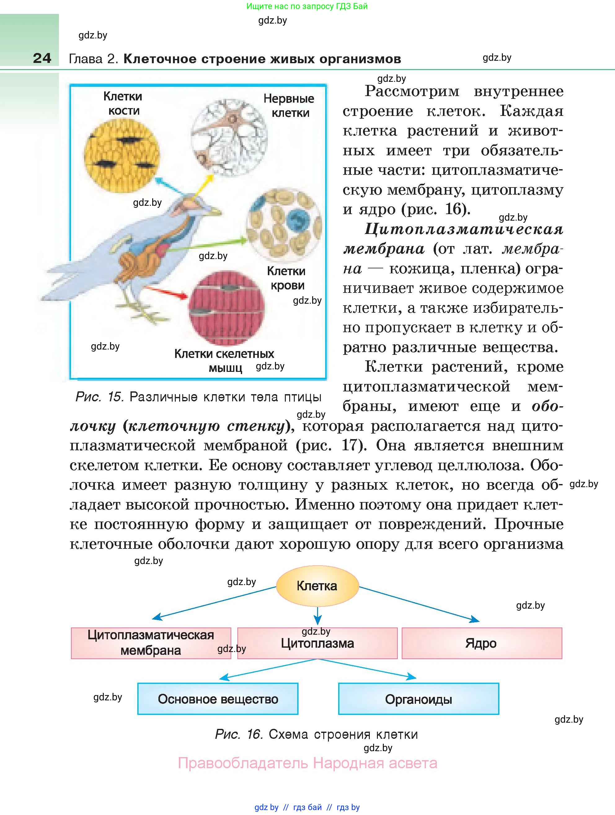 Биология, 6 класс Учебник, автор: Лисов Николай Дмитриевич, издательство Народная асвета, Минск, 2021, зелёного цвета, страница 24