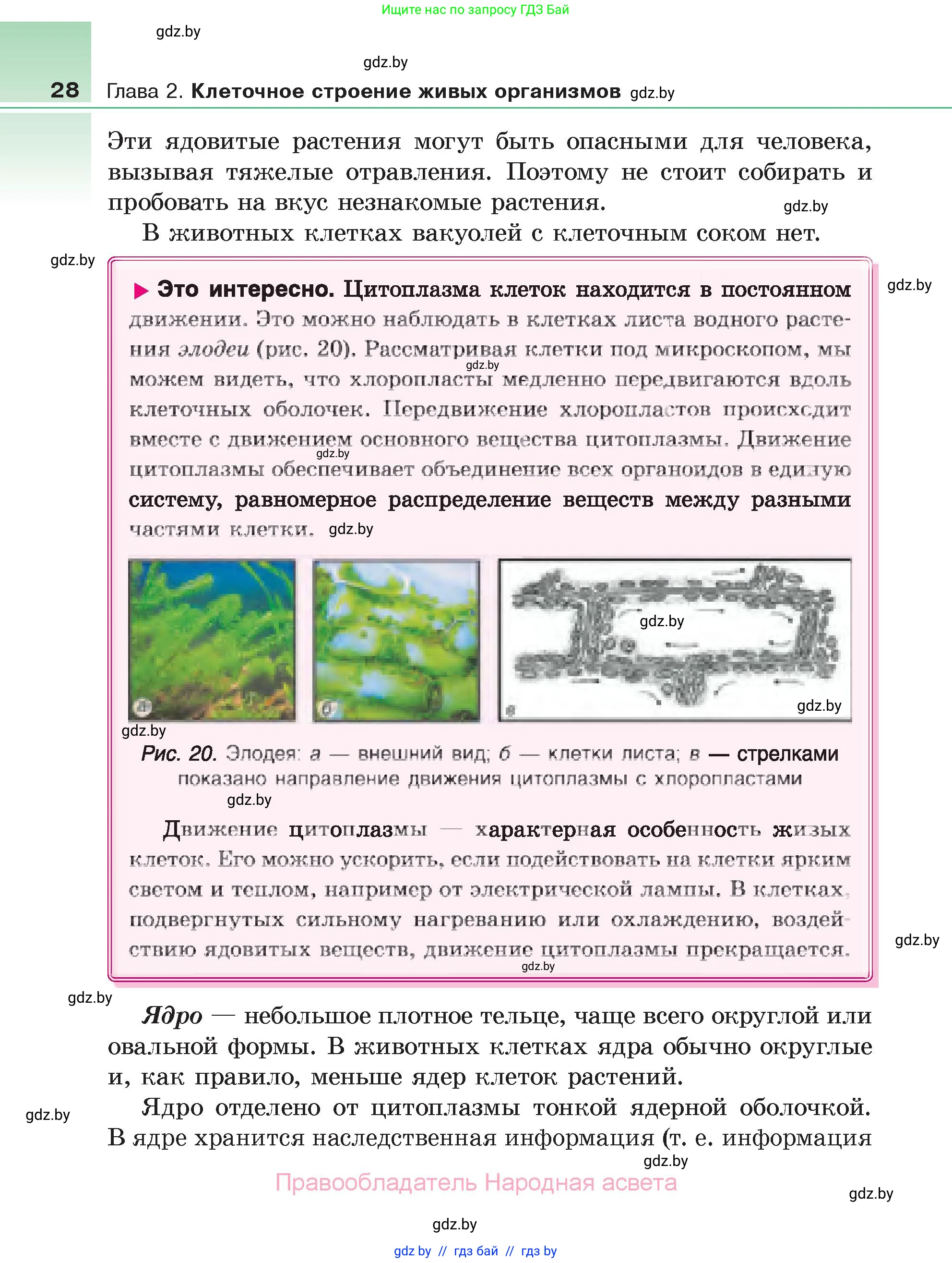 Биология, 6 класс Учебник, автор: Лисов Николай Дмитриевич, издательство Народная асвета, Минск, 2021, зелёного цвета, страница 28