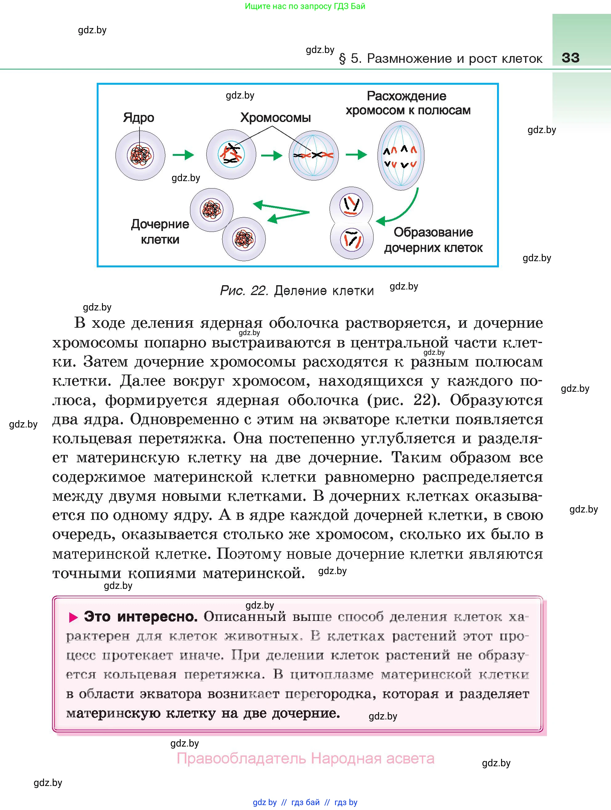 Биология, 6 класс Учебник, автор: Лисов Николай Дмитриевич, издательство Народная асвета, Минск, 2021, зелёного цвета, страница 33