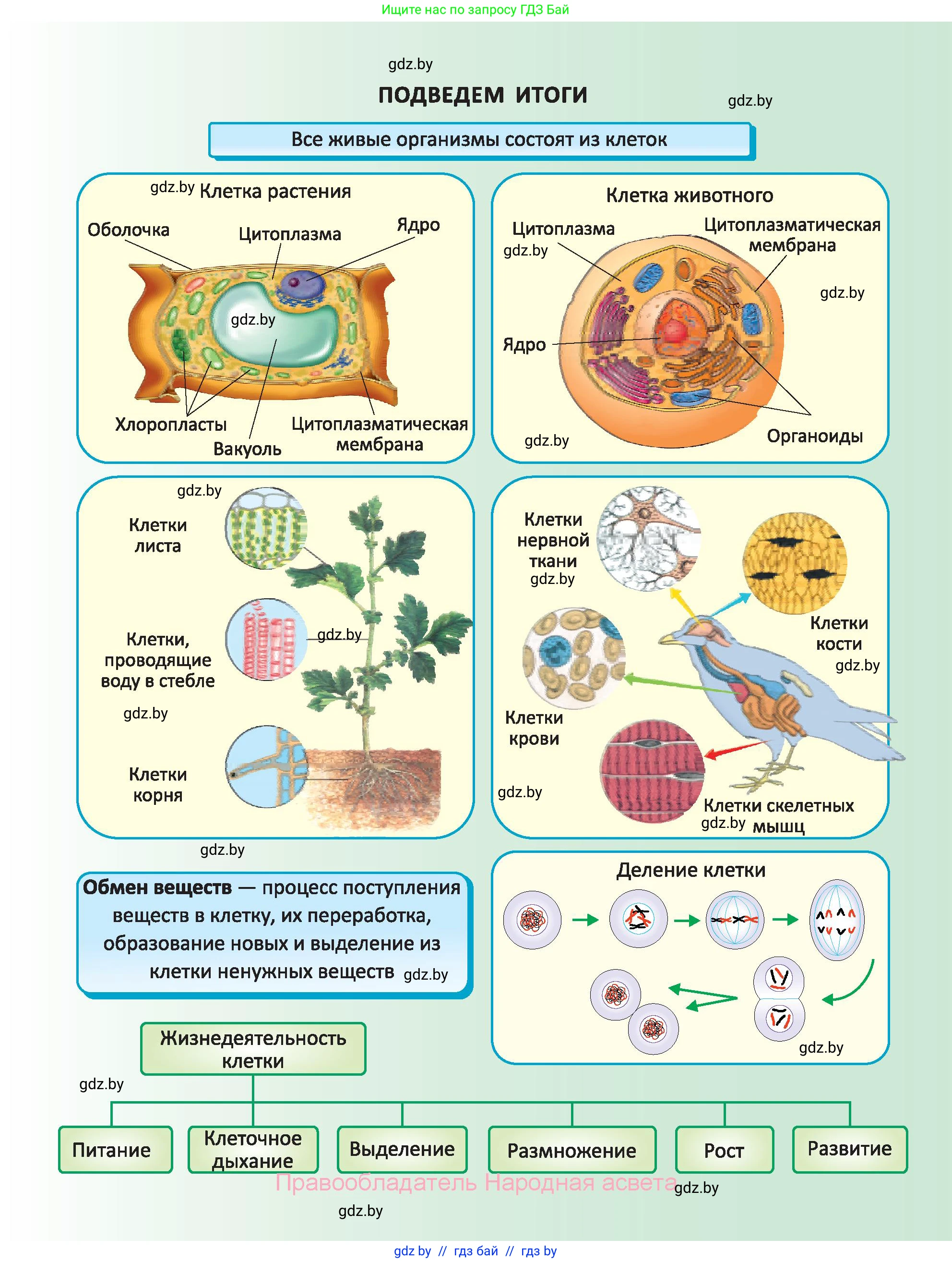 Биология, 6 класс Учебник, автор: Лисов Николай Дмитриевич, издательство Народная асвета, Минск, 2021, зелёного цвета, страница 35