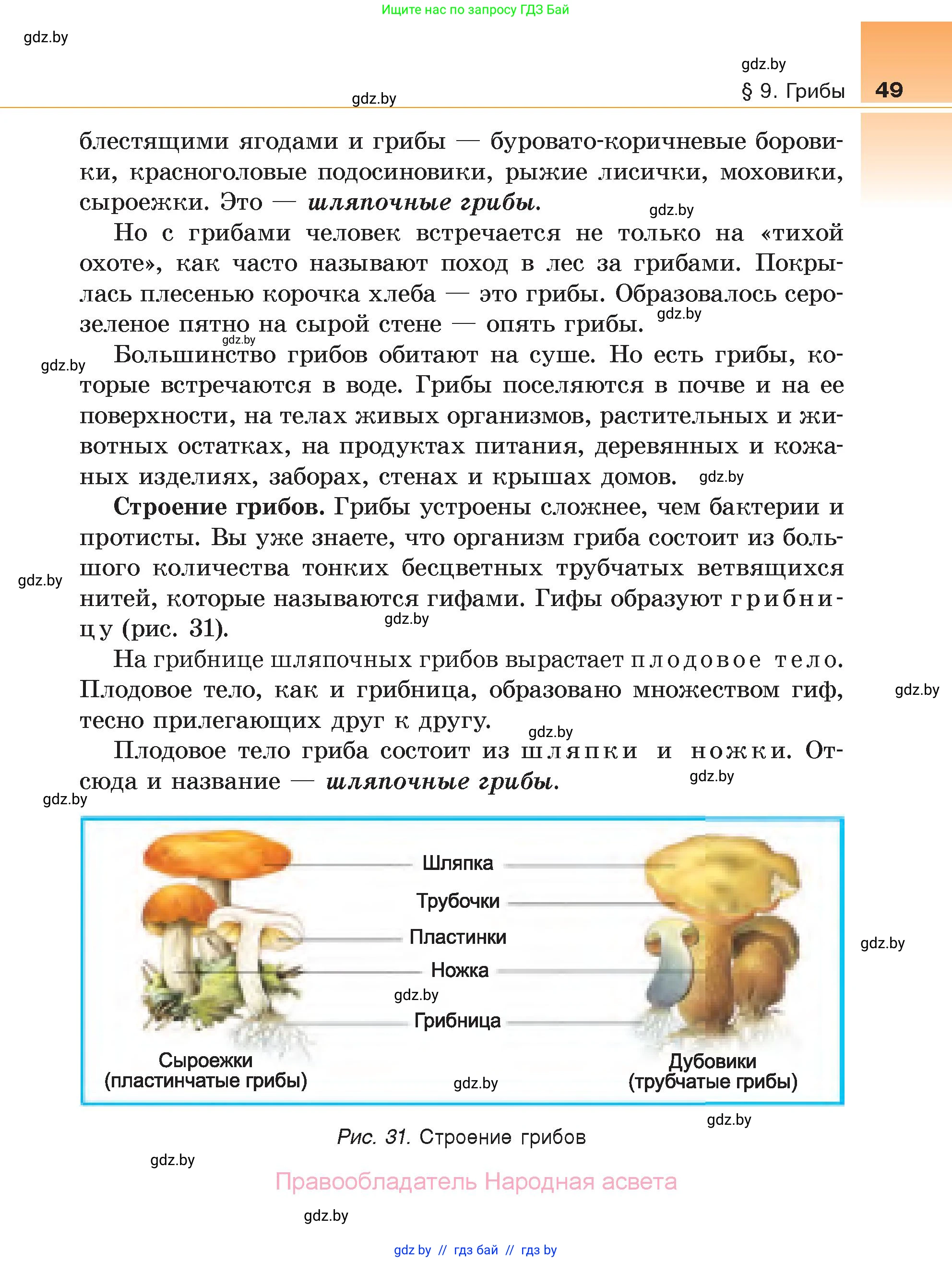 Биология, 6 класс Учебник, автор: Лисов Николай Дмитриевич, издательство Народная асвета, Минск, 2021, зелёного цвета, страница 49