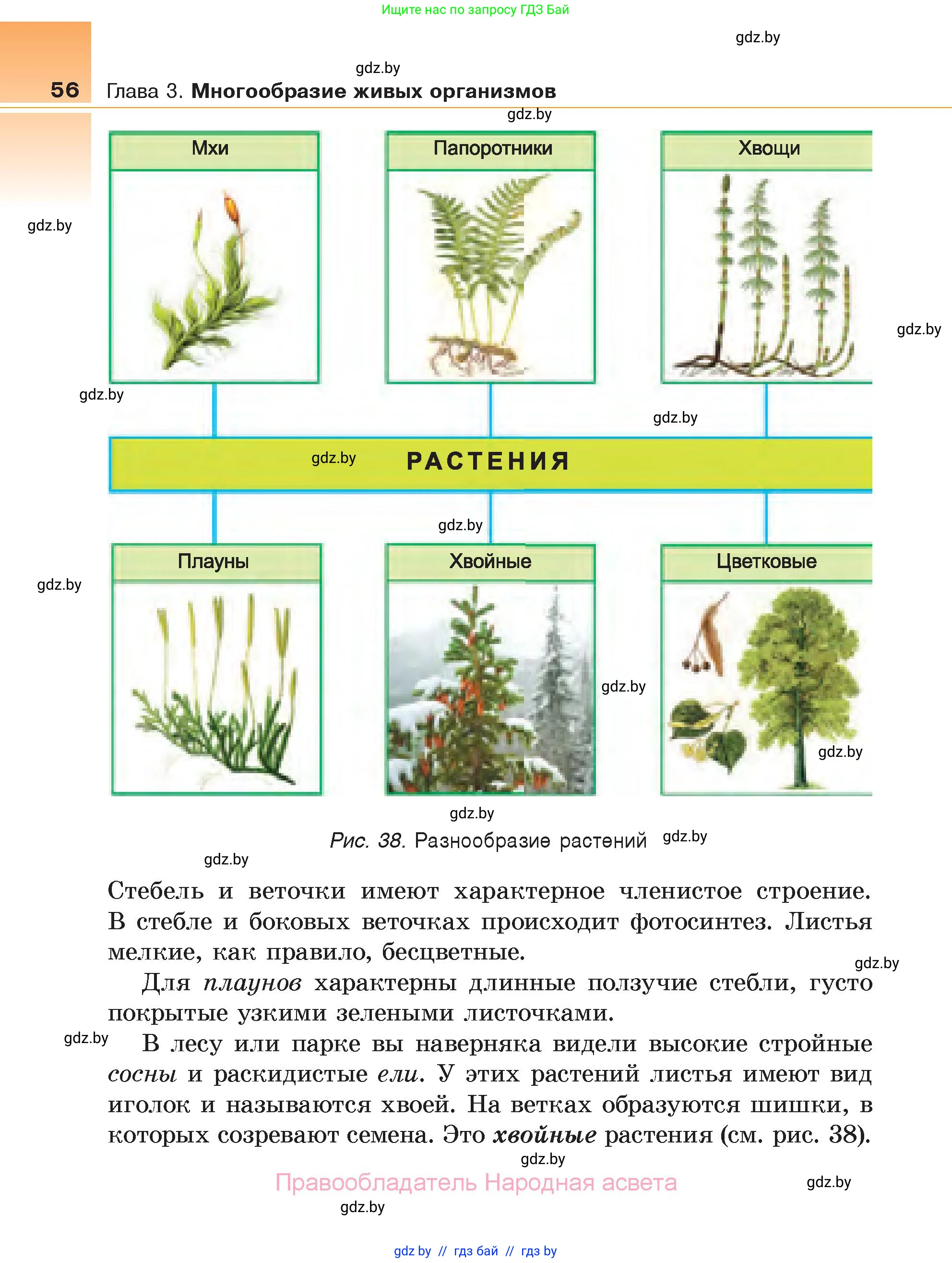 Биология, 6 класс Учебник, автор: Лисов Николай Дмитриевич, издательство Народная асвета, Минск, 2021, зелёного цвета, страница 56