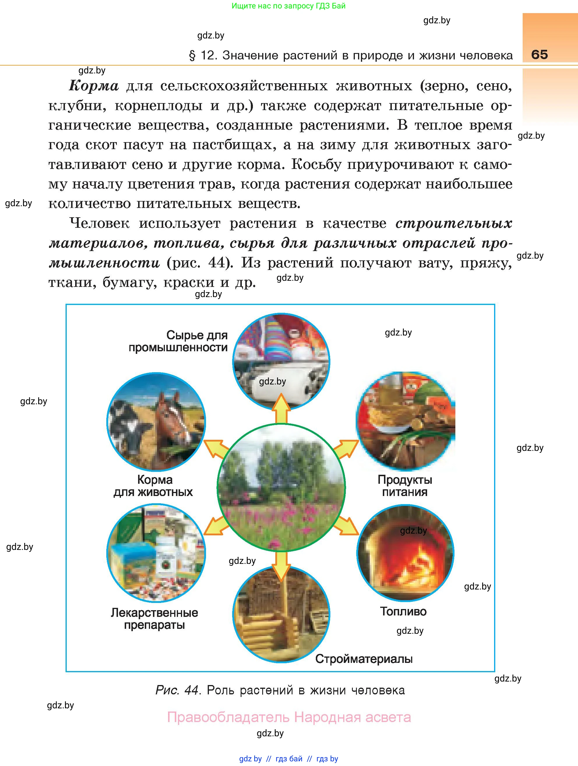 Биология, 6 класс Учебник, автор: Лисов Николай Дмитриевич, издательство Народная асвета, Минск, 2021, зелёного цвета, страница 65