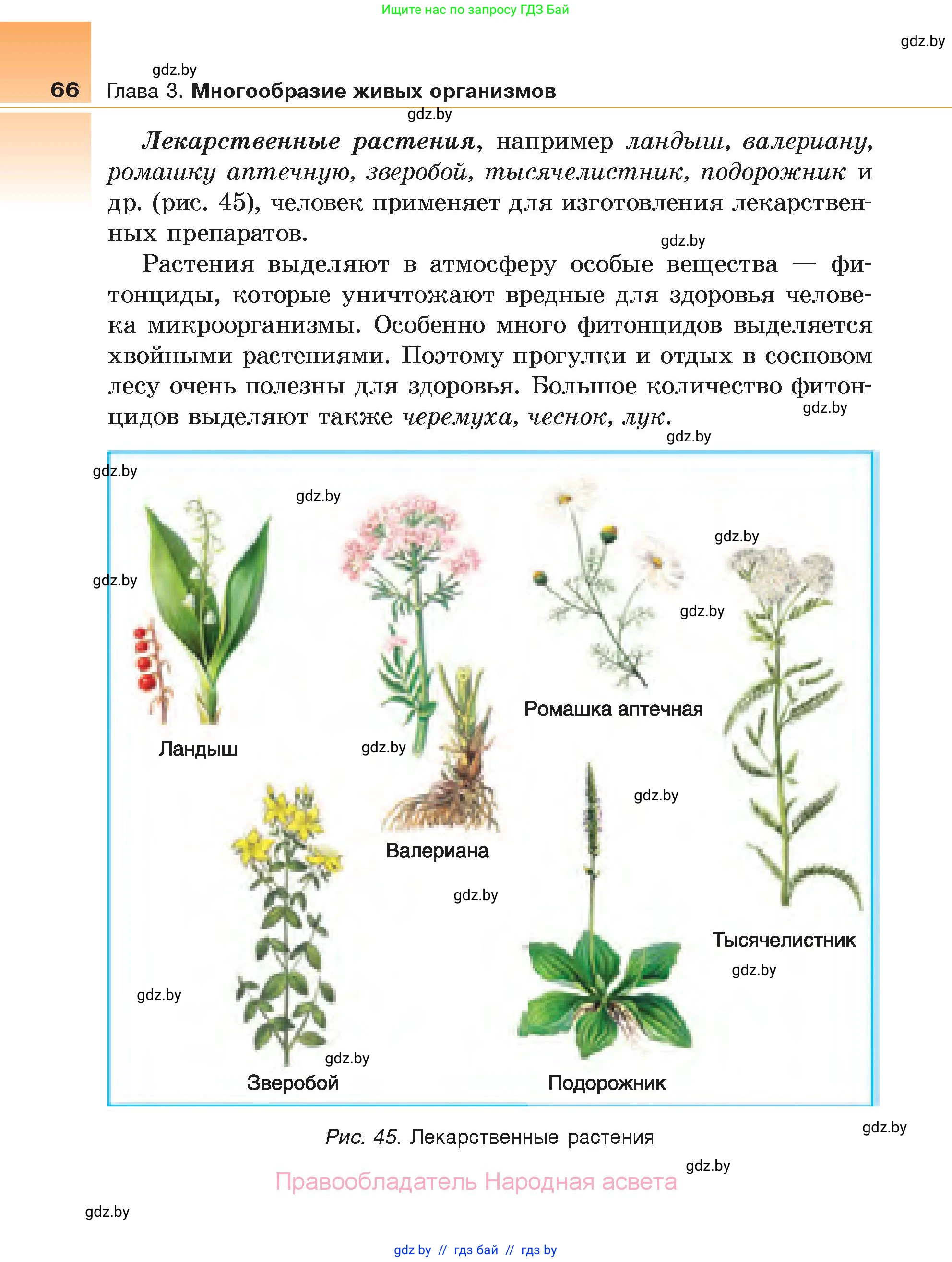 Биология, 6 класс Учебник, автор: Лисов Николай Дмитриевич, издательство Народная асвета, Минск, 2021, зелёного цвета, страница 66