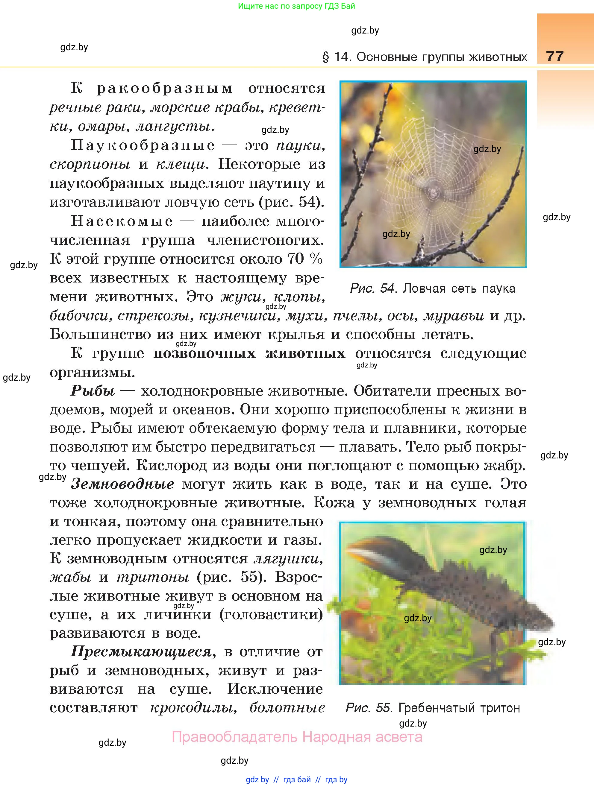 Биология, 6 класс Учебник, автор: Лисов Николай Дмитриевич, издательство Народная асвета, Минск, 2021, зелёного цвета, страница 77