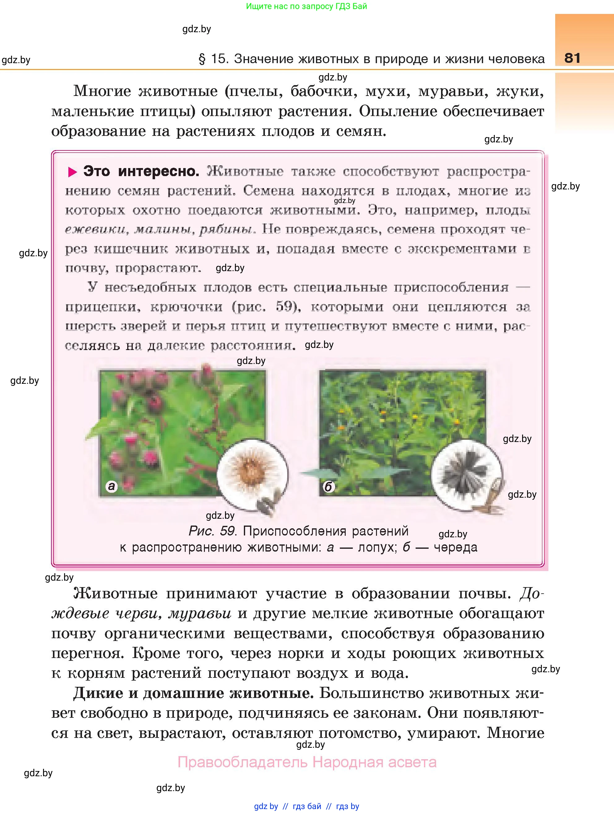 Биология, 6 класс Учебник, автор: Лисов Николай Дмитриевич, издательство Народная асвета, Минск, 2021, зелёного цвета, страница 81