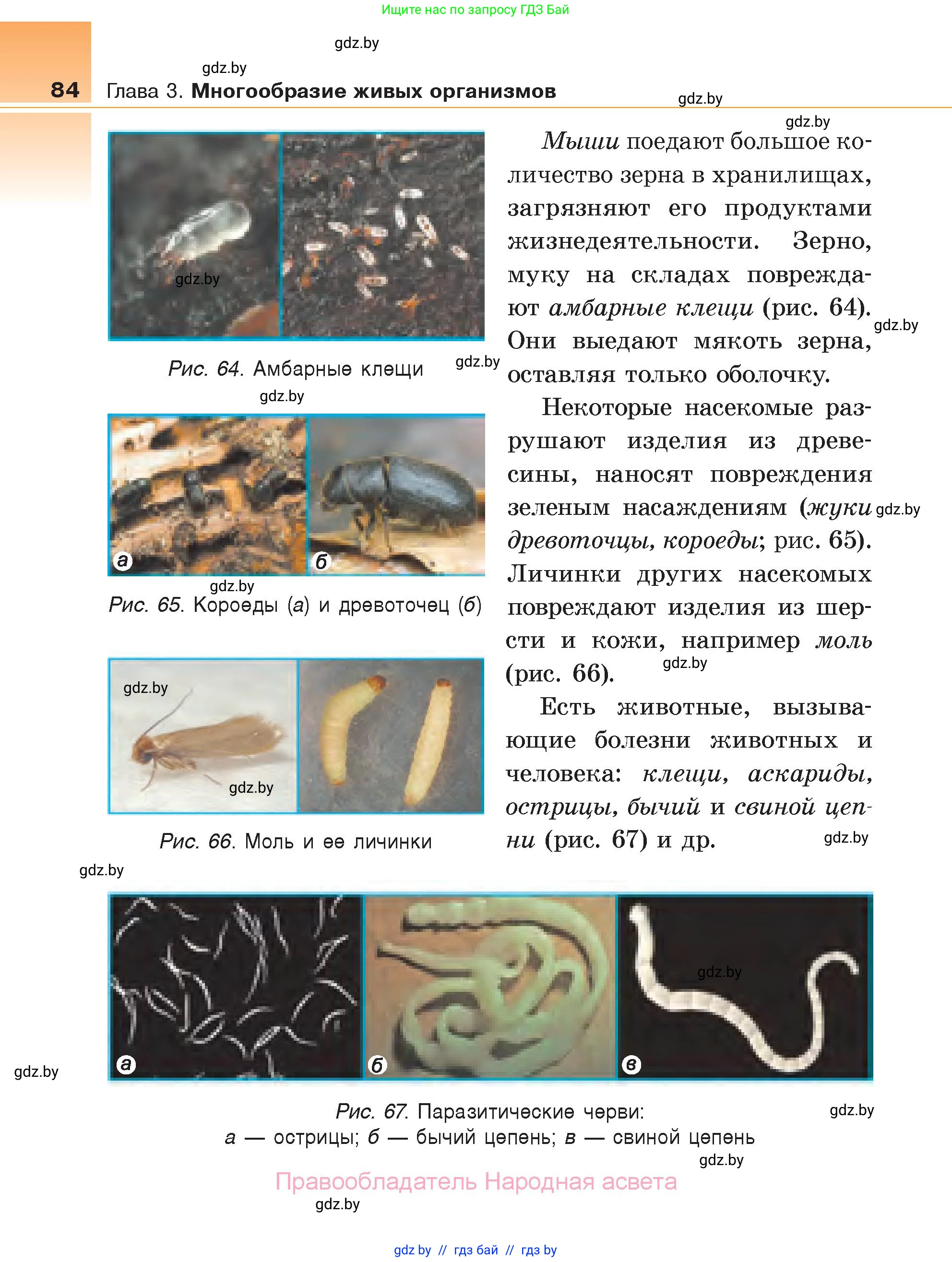 Биология, 6 класс Учебник, автор: Лисов Николай Дмитриевич, издательство Народная асвета, Минск, 2021, зелёного цвета, страница 84