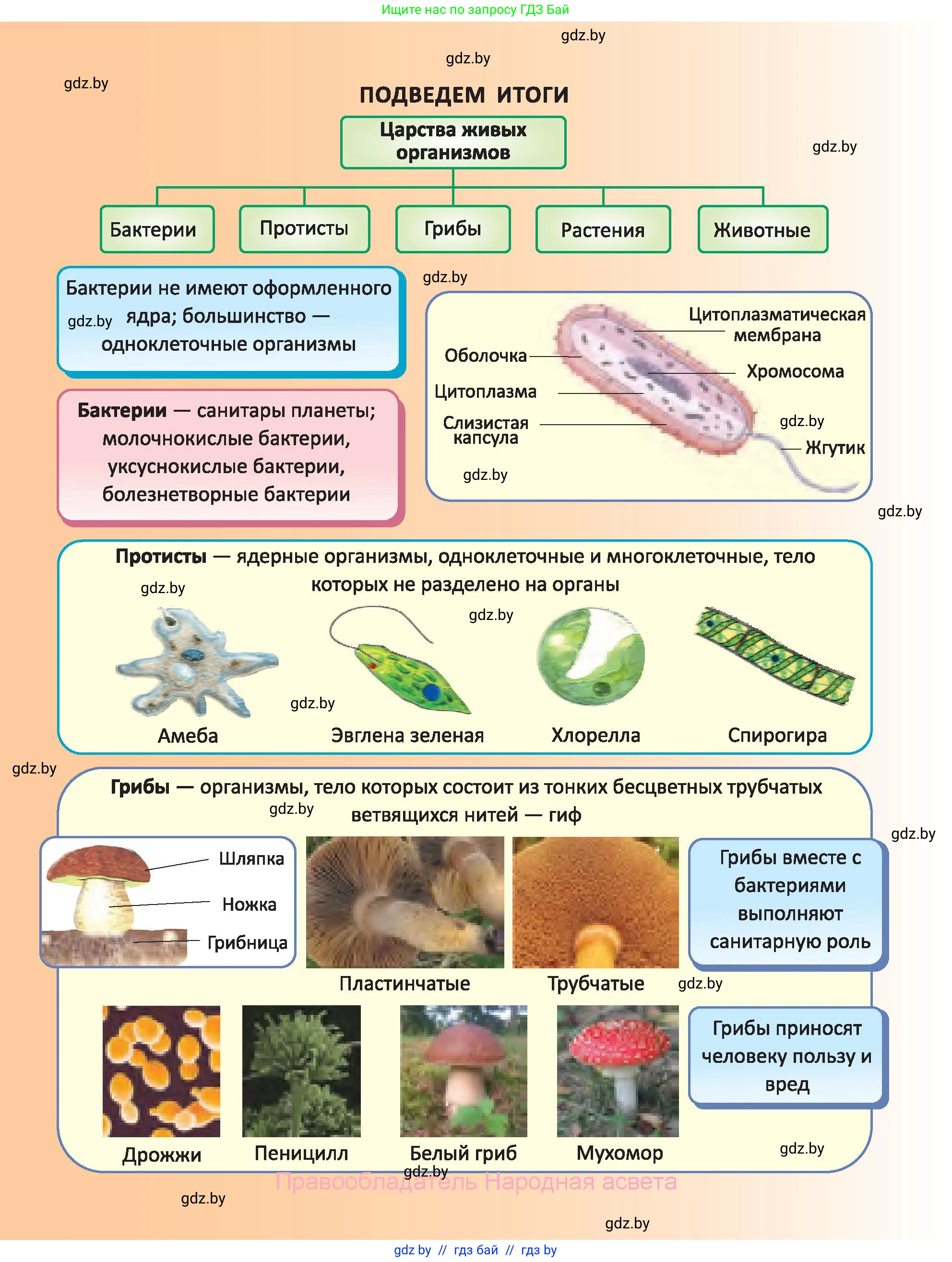Биология, 6 класс Учебник, автор: Лисов Николай Дмитриевич, издательство Народная асвета, Минск, 2021, зелёного цвета, страница 86