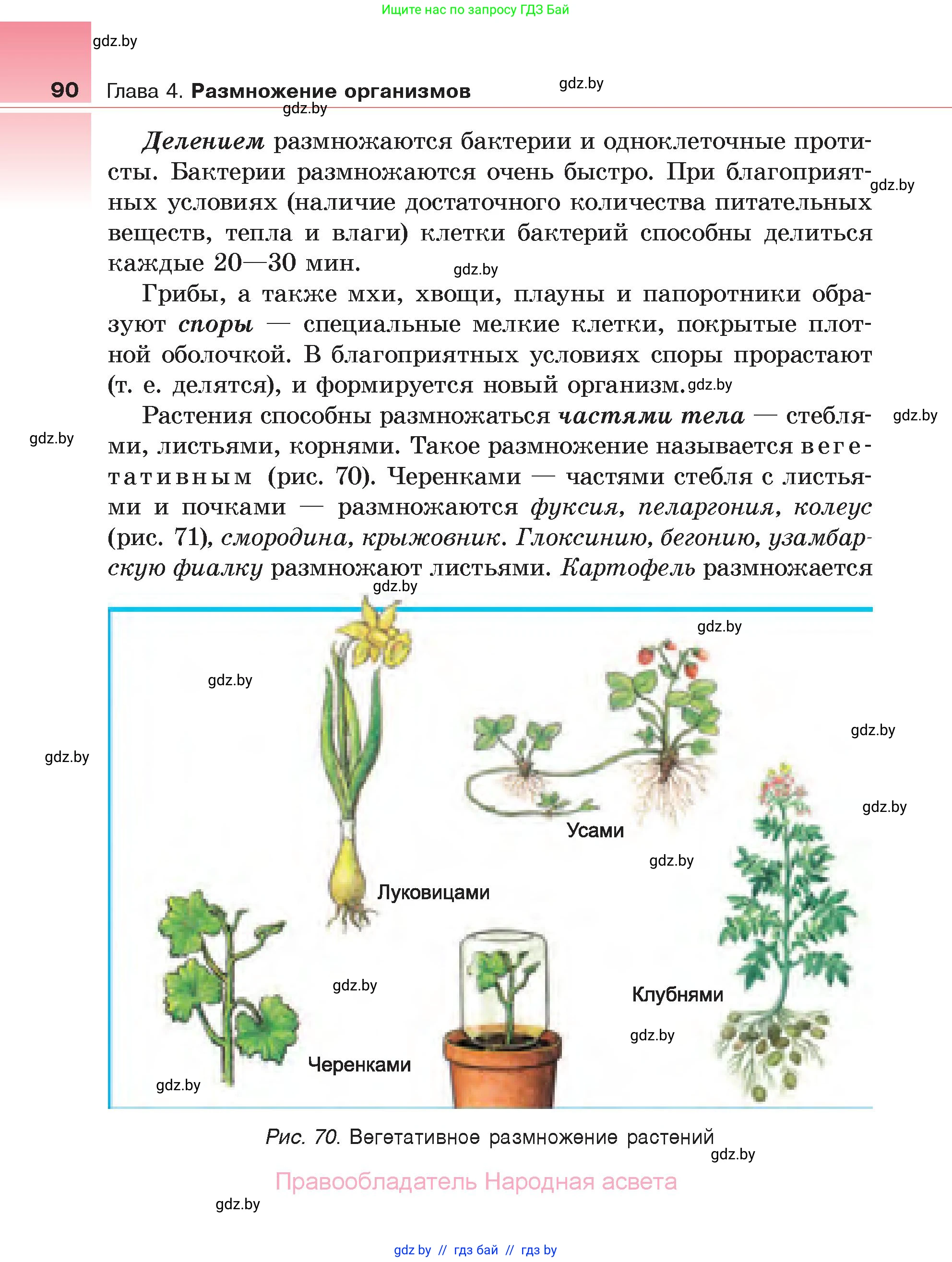 Биология, 6 класс Учебник, автор: Лисов Николай Дмитриевич, издательство Народная асвета, Минск, 2021, зелёного цвета, страница 90