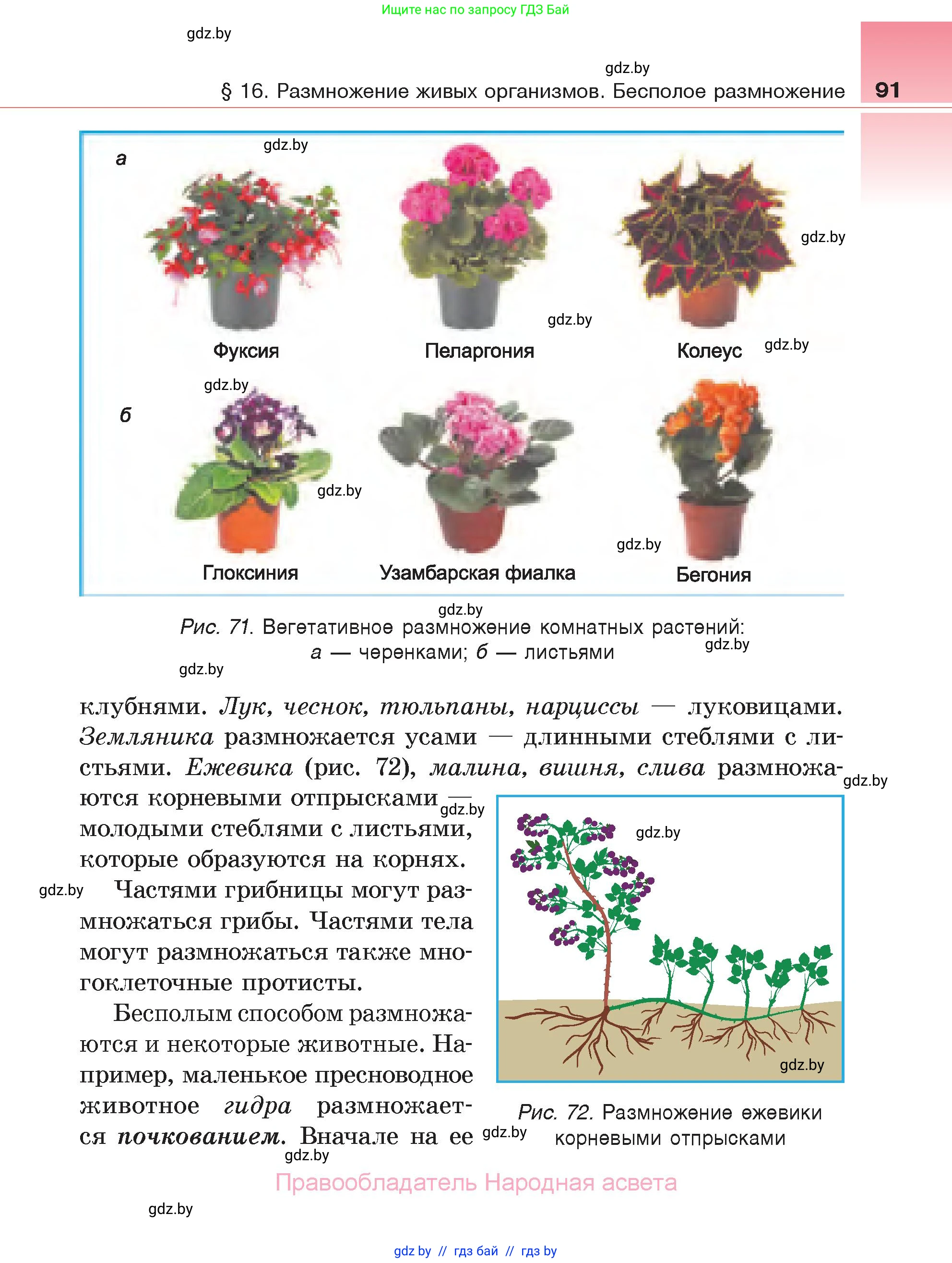 Биология, 6 класс Учебник, автор: Лисов Николай Дмитриевич, издательство Народная асвета, Минск, 2021, зелёного цвета, страница 91