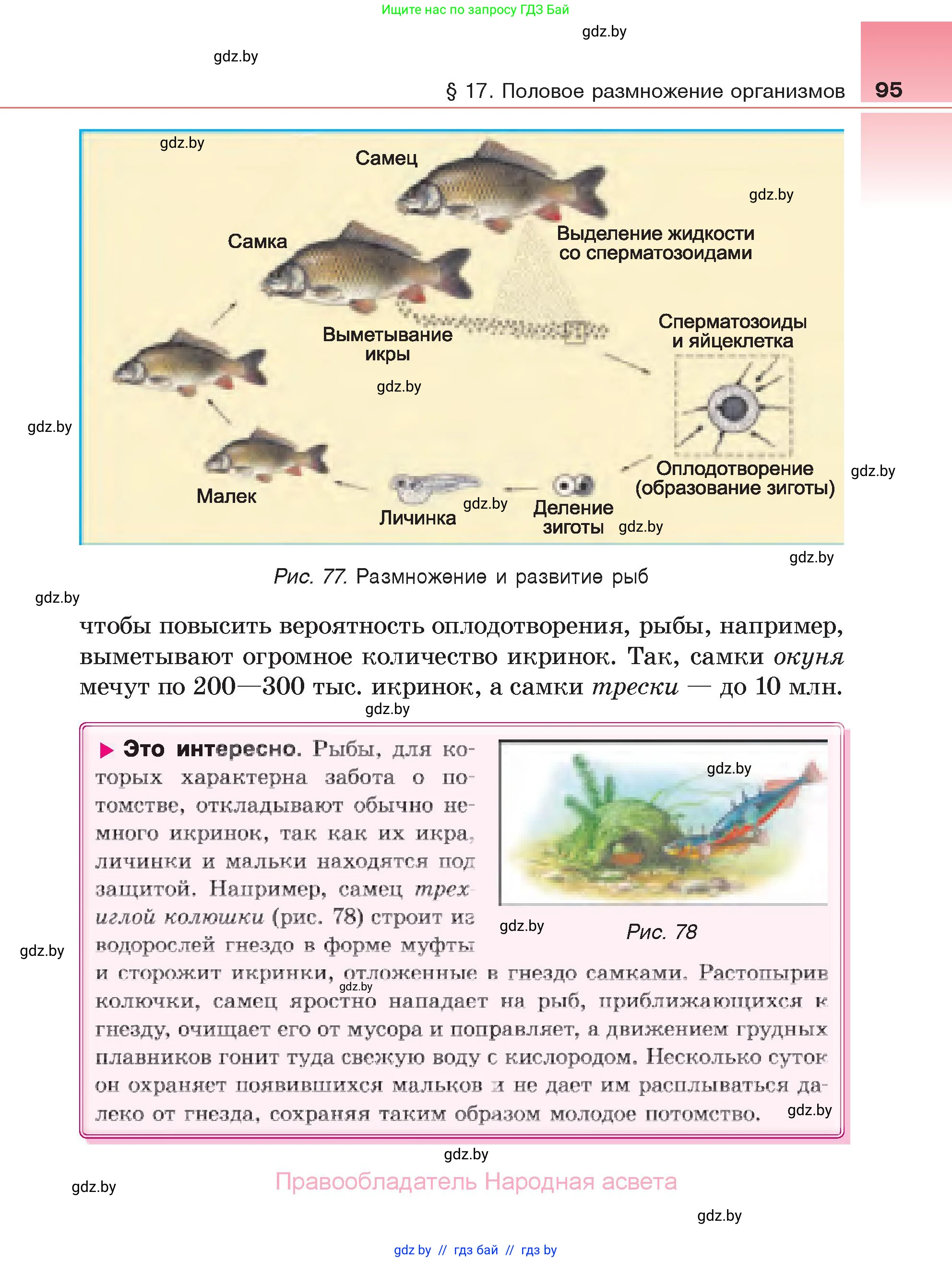 Биология, 6 класс Учебник, автор: Лисов Николай Дмитриевич, издательство Народная асвета, Минск, 2021, зелёного цвета, страница 95