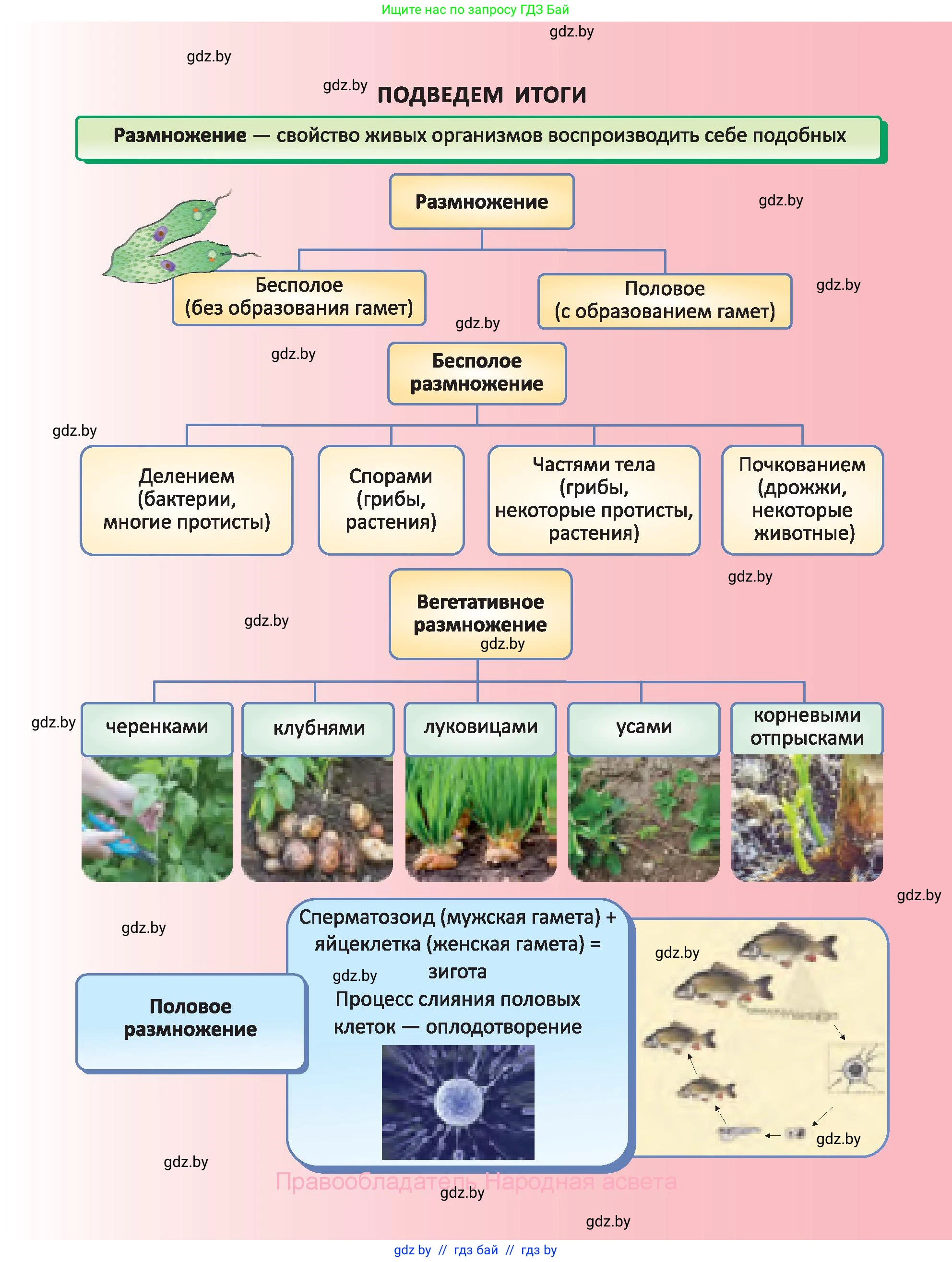 Биология, 6 класс Учебник, автор: Лисов Николай Дмитриевич, издательство Народная асвета, Минск, 2021, зелёного цвета, страница 97