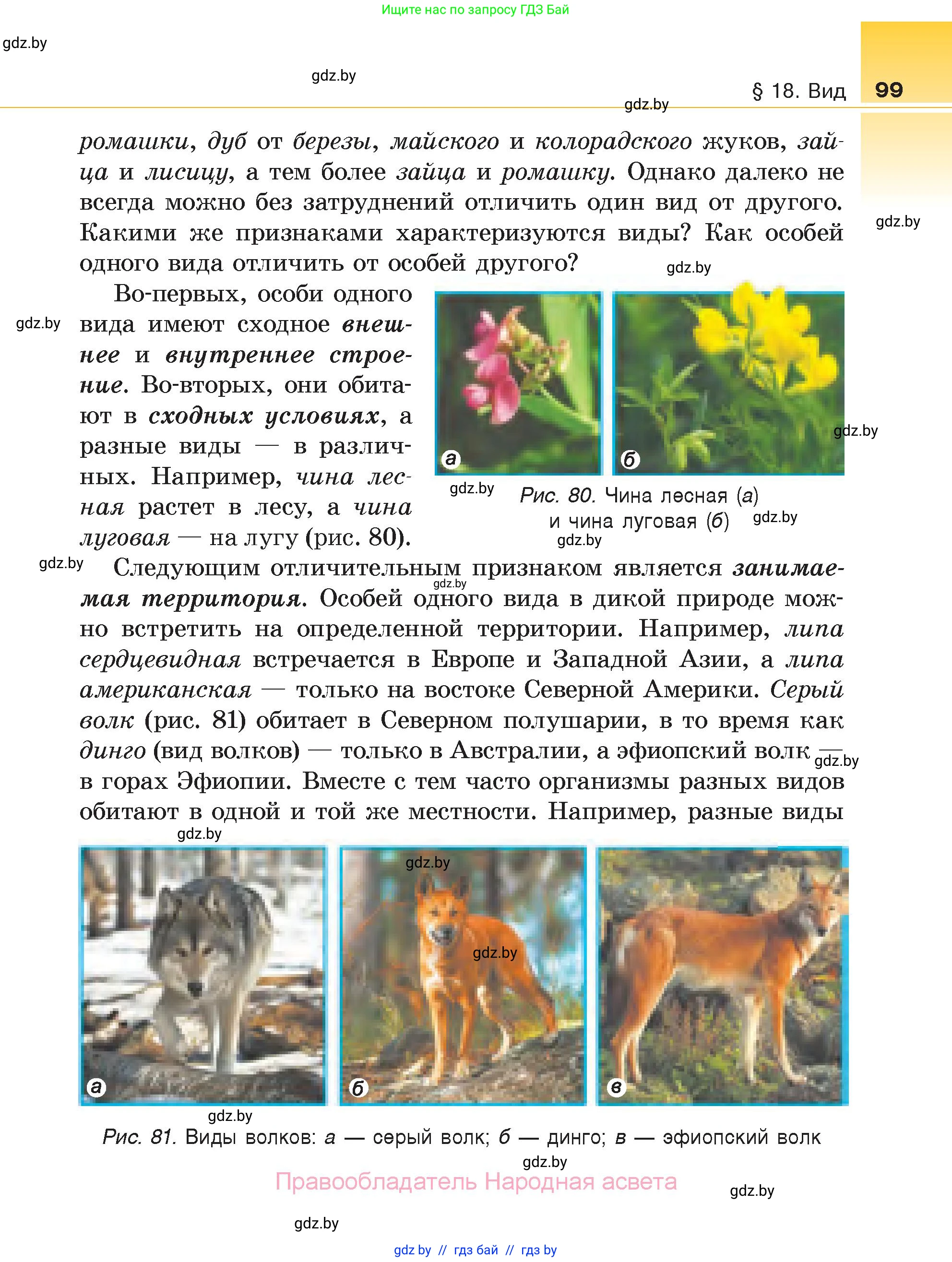 Биология, 6 класс Учебник, автор: Лисов Николай Дмитриевич, издательство Народная асвета, Минск, 2021, зелёного цвета, страница 99