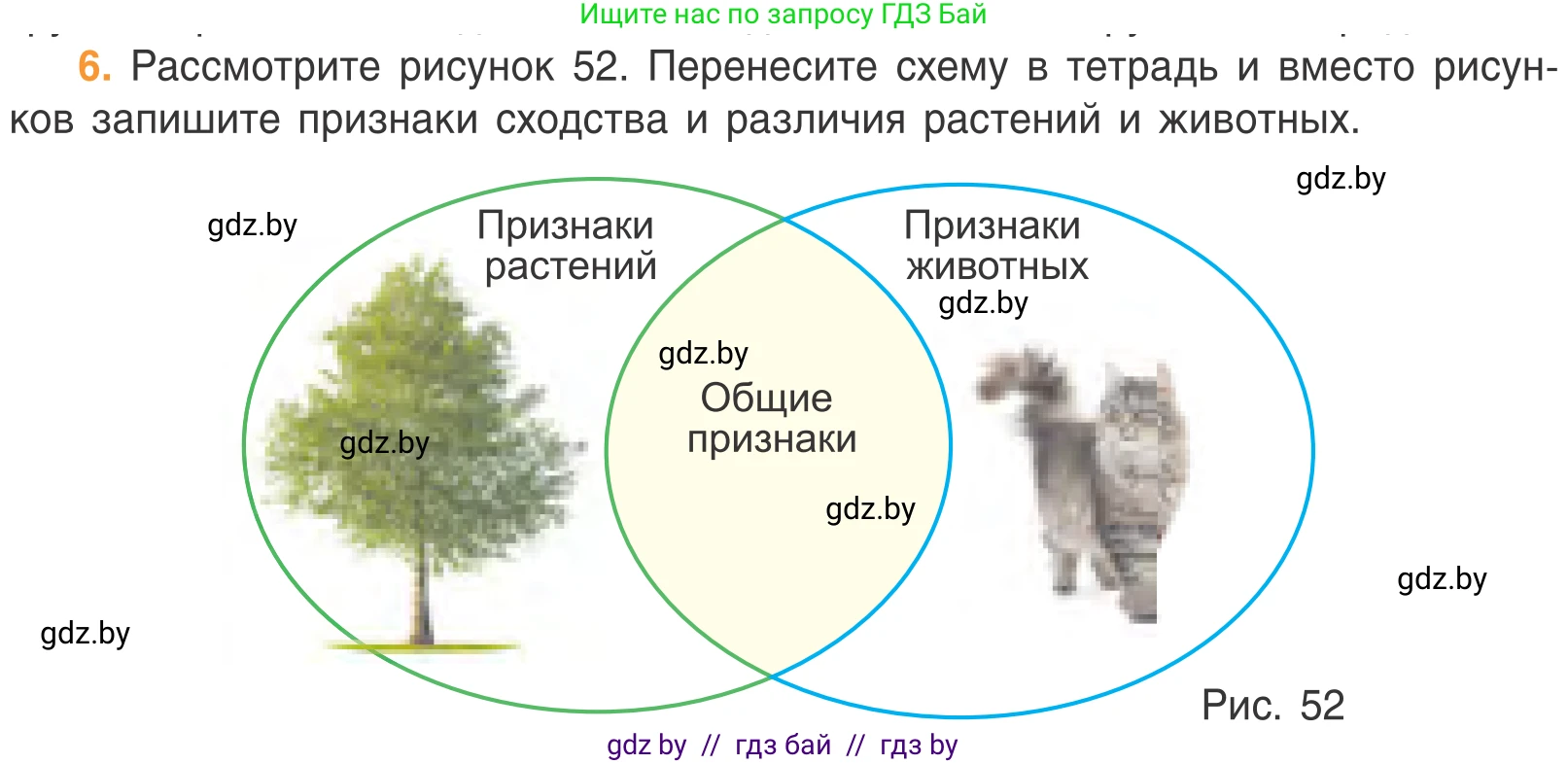 Биология, 6 класс Учебник, автор: Лисов Николай Дмитриевич, издательство Народная асвета, Минск, 2021, зелёного цвета, страница 74, номер 6, Условие