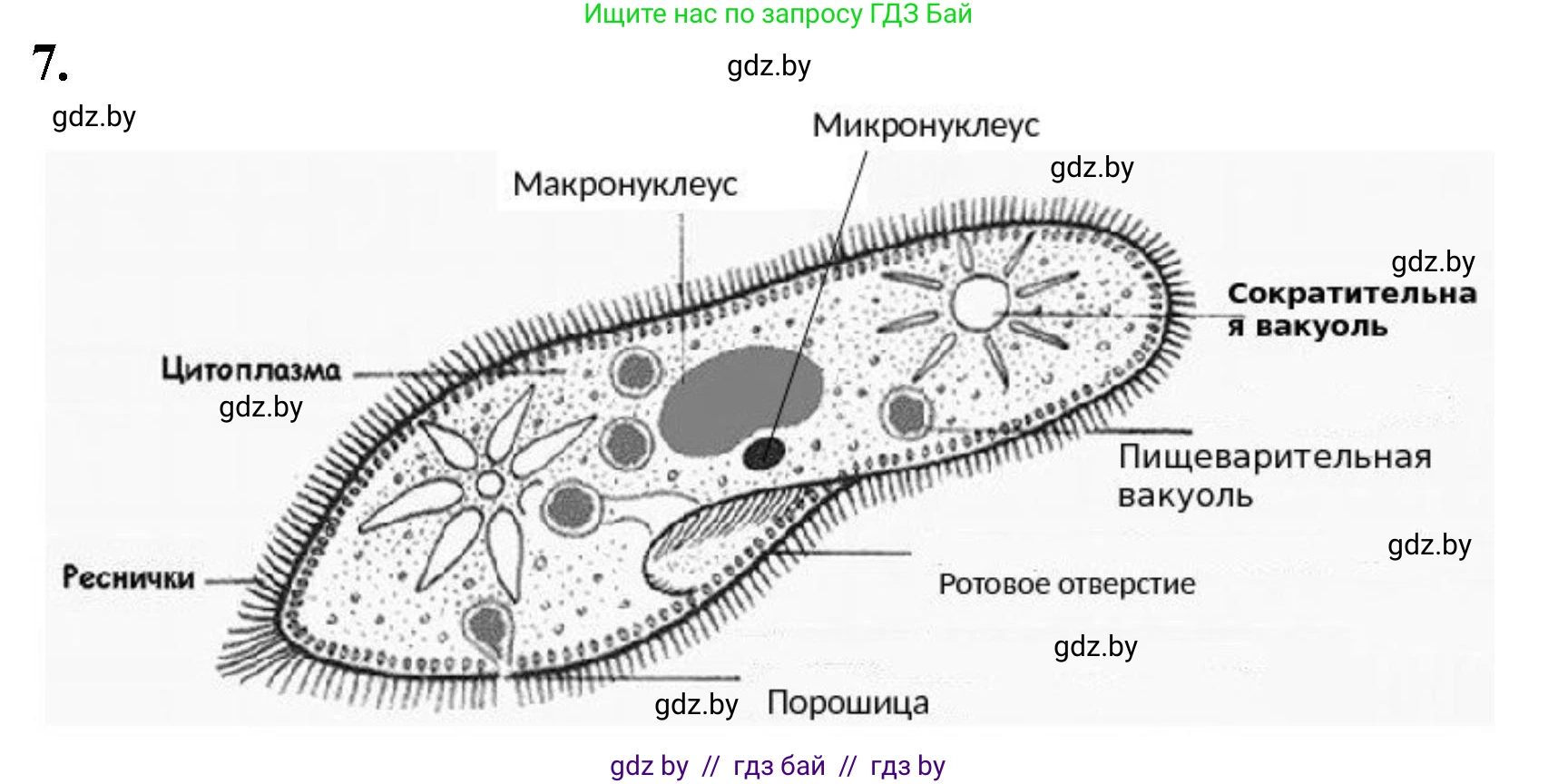Биология, 7 класс Тетрадь для лабораторных и практических работ, автор: Лисов Николай Дмитриевич, издательство Аверсэв, Минск, 2022, зелёного цвета, страница 5, номер 7, Решение