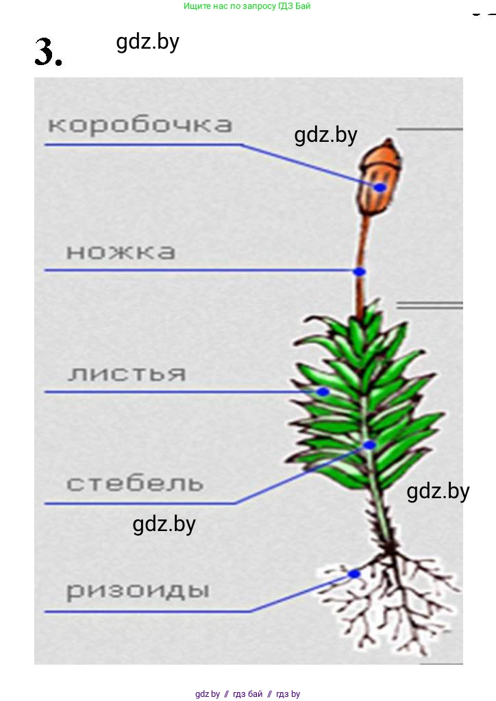 Биология, 7 класс Тетрадь для лабораторных и практических работ, автор: Лисов Николай Дмитриевич, издательство Аверсэв, Минск, 2022, зелёного цвета, страница 19, номер 3, Решение