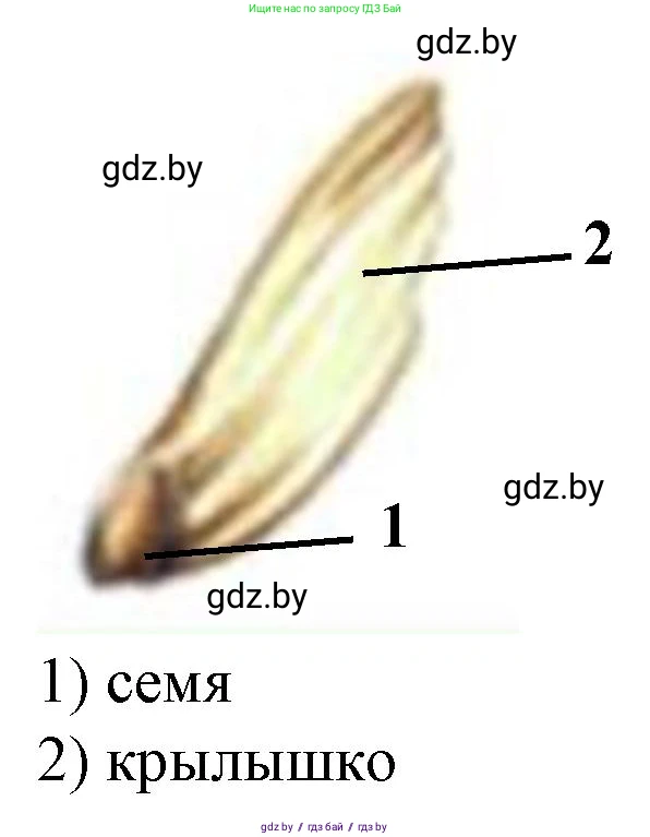 Биология, 7 класс Тетрадь для лабораторных и практических работ, автор: Лисов Николай Дмитриевич, издательство Аверсэв, Минск, 2022, зелёного цвета, страница 25, номер 5, Решение