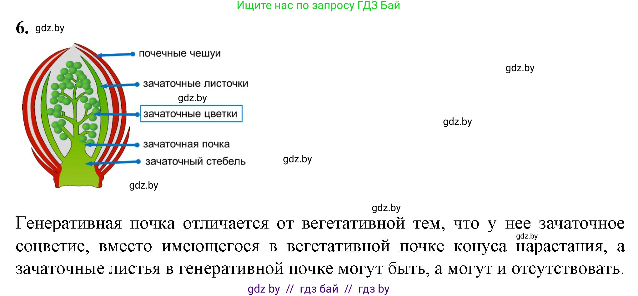 Биология, 7 класс Тетрадь для лабораторных и практических работ, автор: Лисов Николай Дмитриевич, издательство Аверсэв, Минск, 2022, зелёного цвета, страница 32, номер 6, Решение