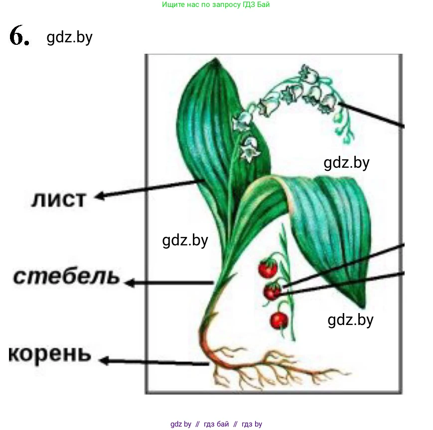 Биология, 7 класс Тетрадь для лабораторных и практических работ, автор: Лисов Николай Дмитриевич, издательство Аверсэв, Минск, 2022, зелёного цвета, страница 36, номер 6, Решение