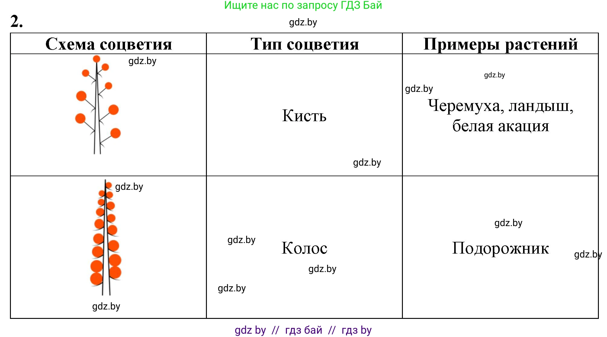 Биология, 7 класс Тетрадь для лабораторных и практических работ, автор: Лисов Николай Дмитриевич, издательство Аверсэв, Минск, 2022, зелёного цвета, страница 50, номер 2, Решение
