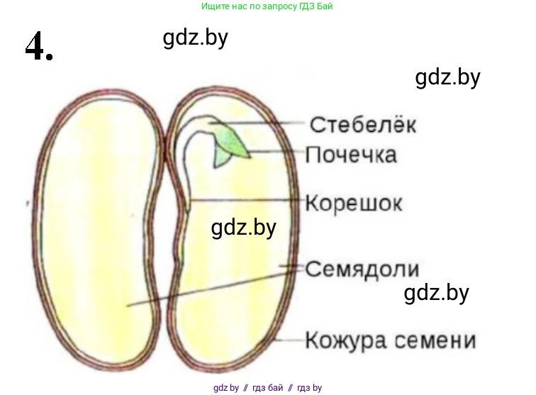 Биология, 7 класс Тетрадь для лабораторных и практических работ, автор: Лисов Николай Дмитриевич, издательство Аверсэв, Минск, 2022, зелёного цвета, страница 56, номер 4, Решение