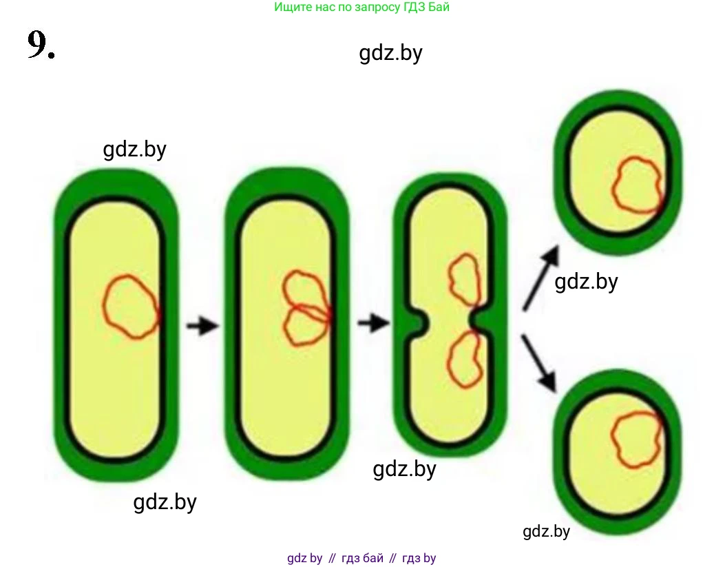 Биология, 7 класс рабочая тетрадь, автор: Лисов Николай Дмитриевич, издательство Аверсэв, Минск, 2022, коричневого цвета, страница 8, номер 9, Решение