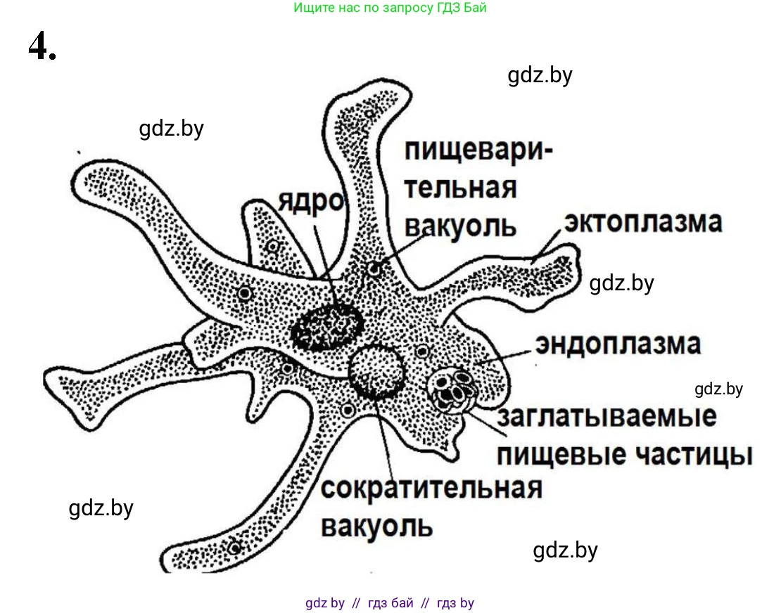 Биология, 7 класс рабочая тетрадь, автор: Лисов Николай Дмитриевич, издательство Аверсэв, Минск, 2022, коричневого цвета, страница 16, номер 4, Решение