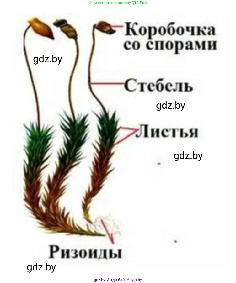 Биология, 7 класс рабочая тетрадь, автор: Лисов Николай Дмитриевич, издательство Аверсэв, Минск, 2022, коричневого цвета, страница 41, номер 4, Решение