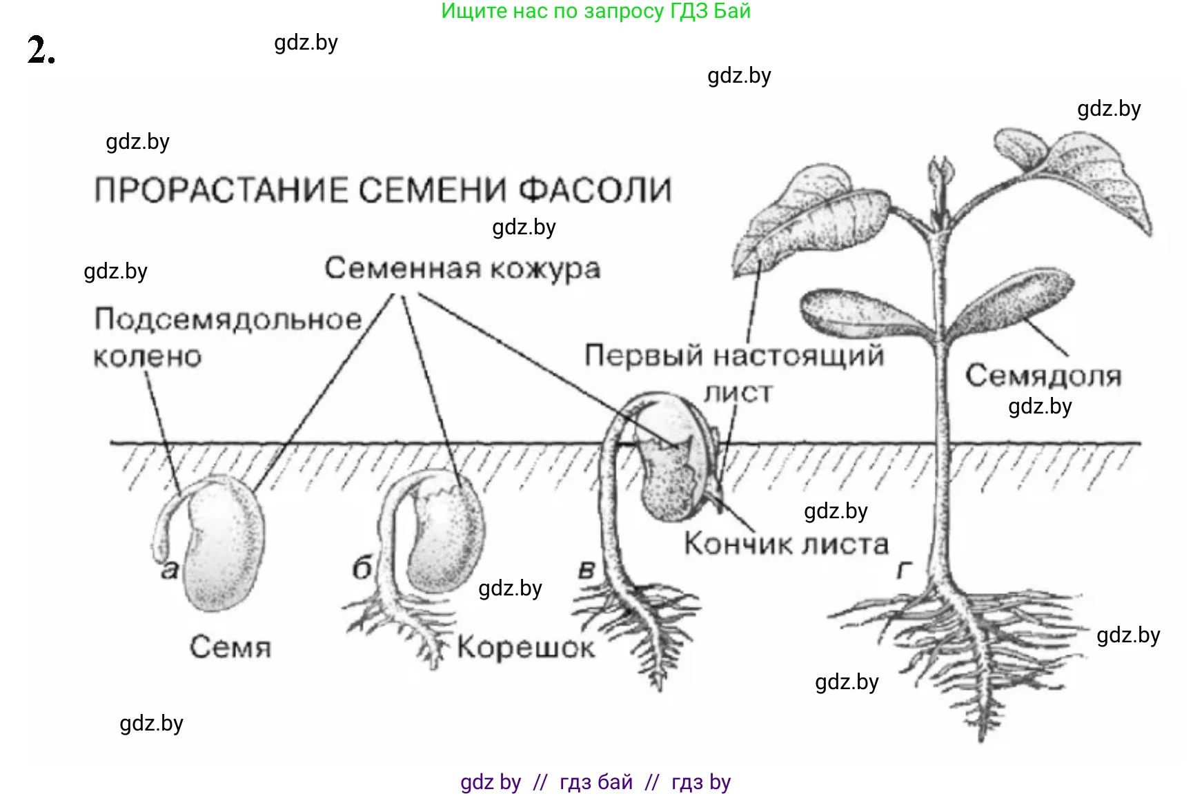 Биология, 7 класс рабочая тетрадь, автор: Лисов Николай Дмитриевич, издательство Аверсэв, Минск, 2022, коричневого цвета, страница 82, номер 2, Решение