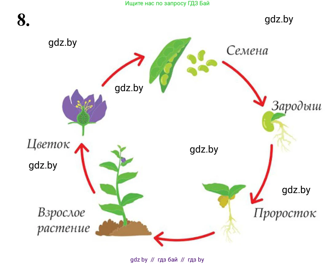 Биология, 7 класс рабочая тетрадь, автор: Лисов Николай Дмитриевич, издательство Аверсэв, Минск, 2022, коричневого цвета, страница 84, номер 8, Решение